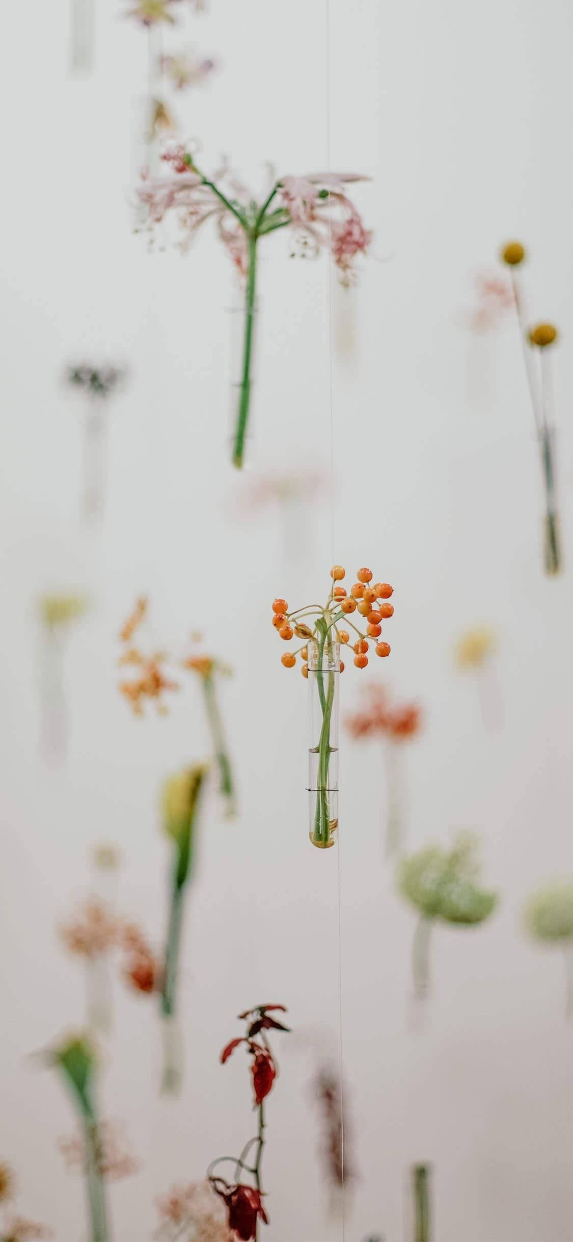 Spring Aesthetic 桌布 壁紙 — 精緻懸掛的花朵和漿果在玻璃瓶中漂浮在柔軟的白色背景上。