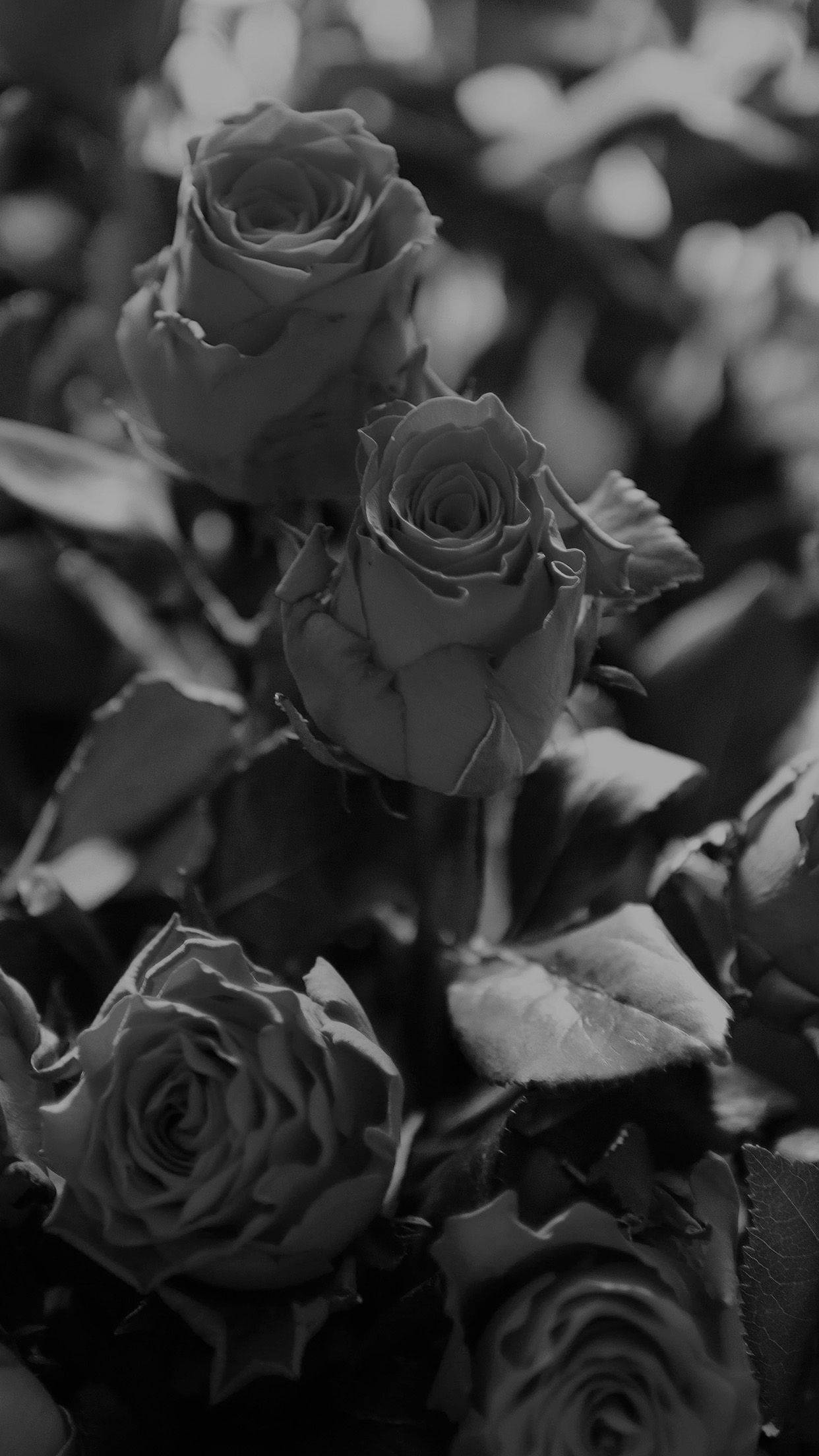 Rose Flower 桌布 壁紙 — 精緻玫瑰的黑白特寫，柔焦葉片營造出永恆優雅的花卉構圖。