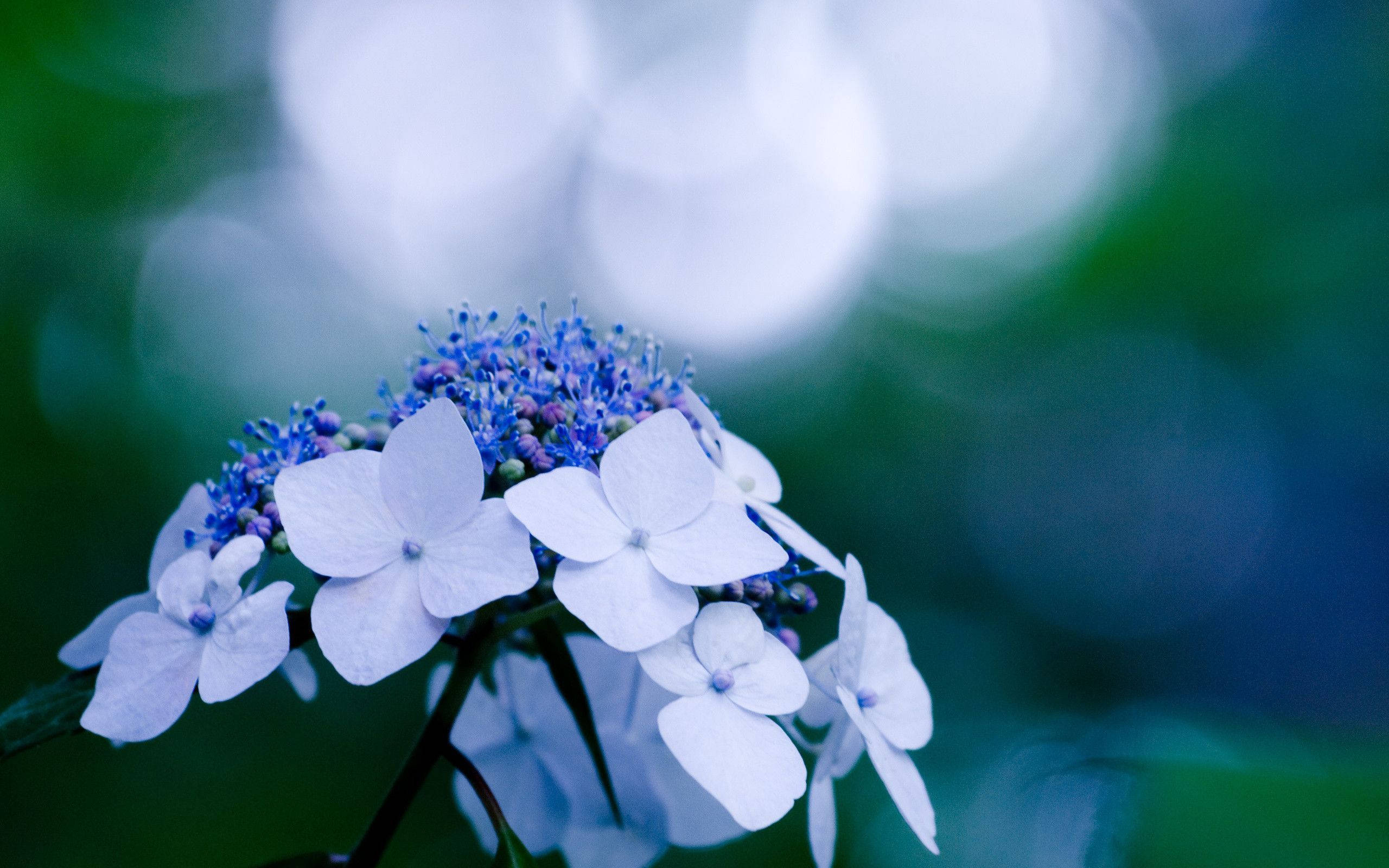 Hydrangea 桌布 壁紙 — 精緻白色和藍色繡球花的特寫，帶有冷色調的柔和散景背景。