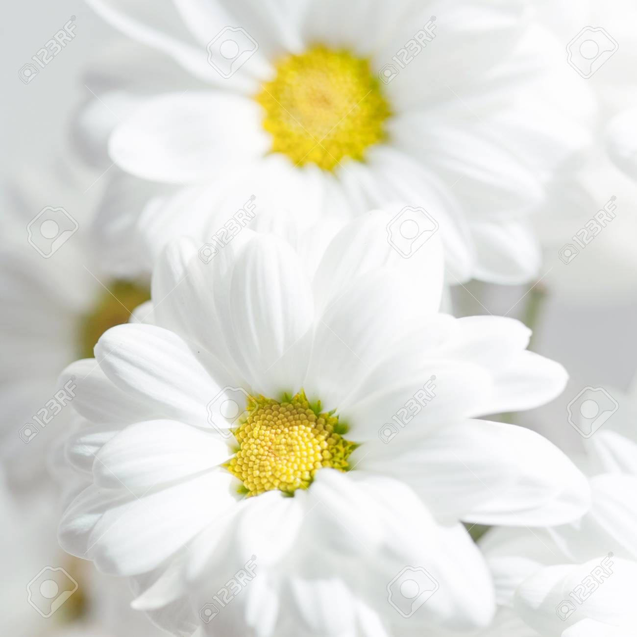 Plant 桌布 壁紙 — 精緻白色雛菊的特寫，鮮黃色花蕊在背景中柔和模糊。