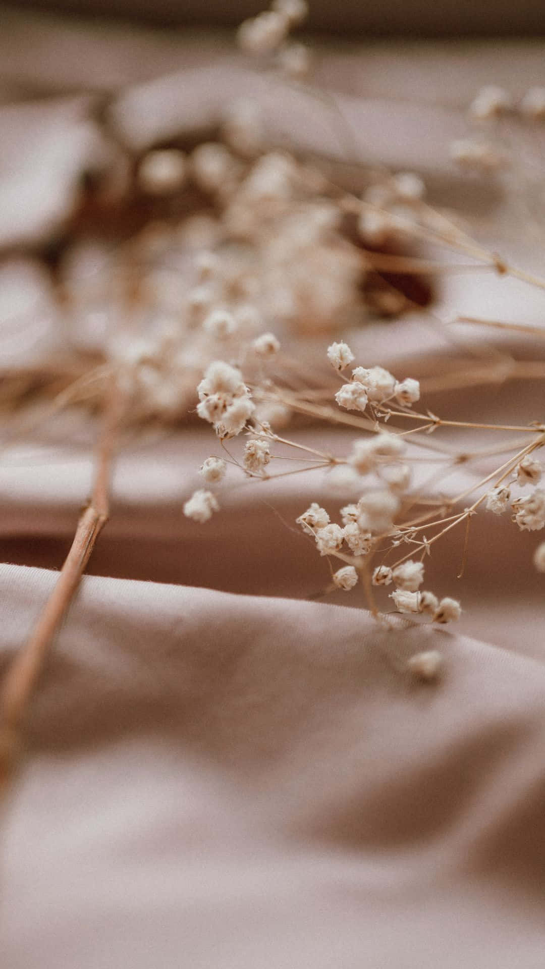 Soft Brown Aesthetic 桌布 壁紙 — 精緻的乾燥滿天星花朵輕輕地躺在淺景深的皺褶米色布料上。
