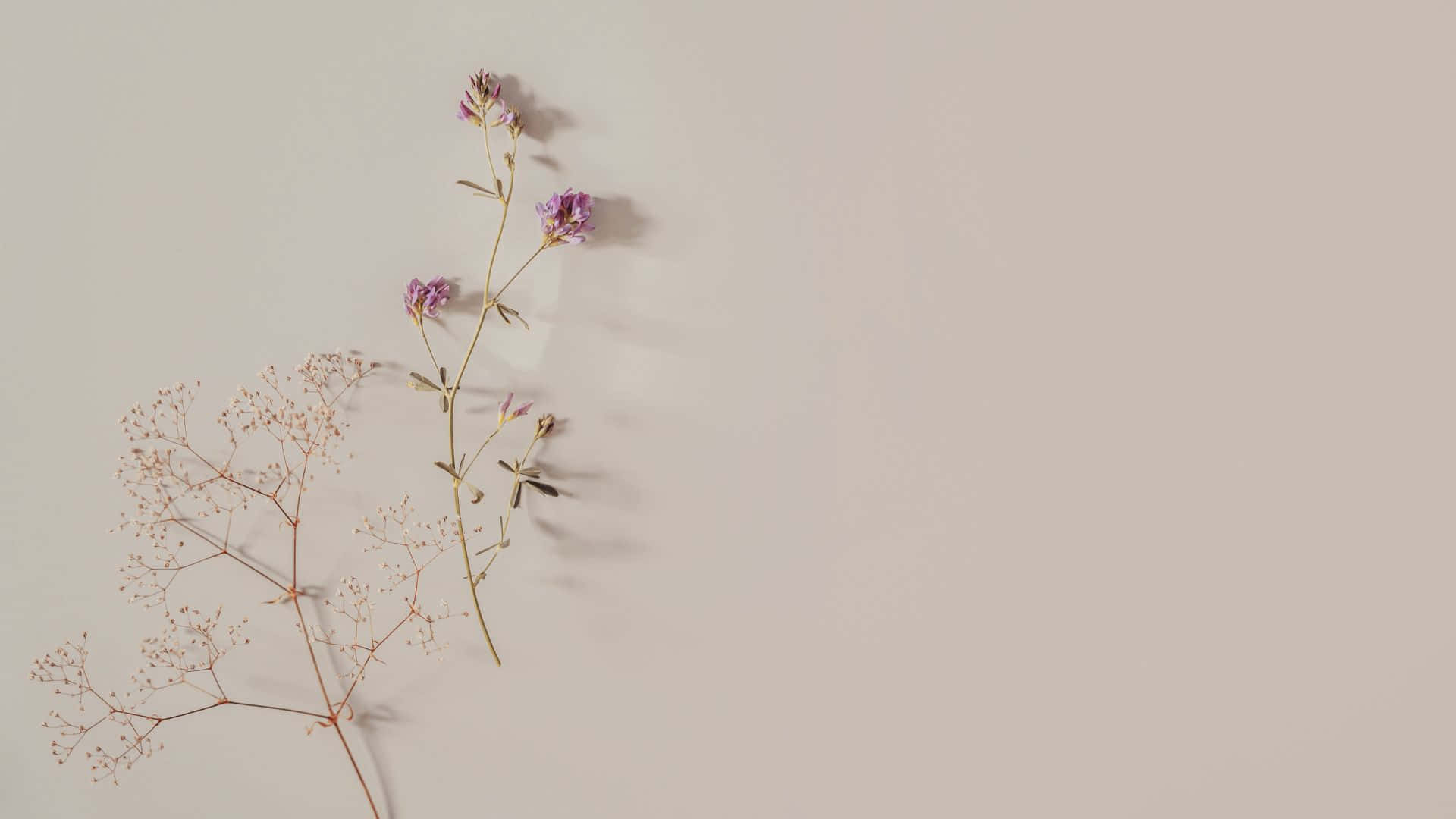 Aesthetic Cute Profile 桌布 壁紙 — 精緻的乾燥花，帶有紫色花朵和羽毛狀莖，輕輕地放在柔和的米色表面上。