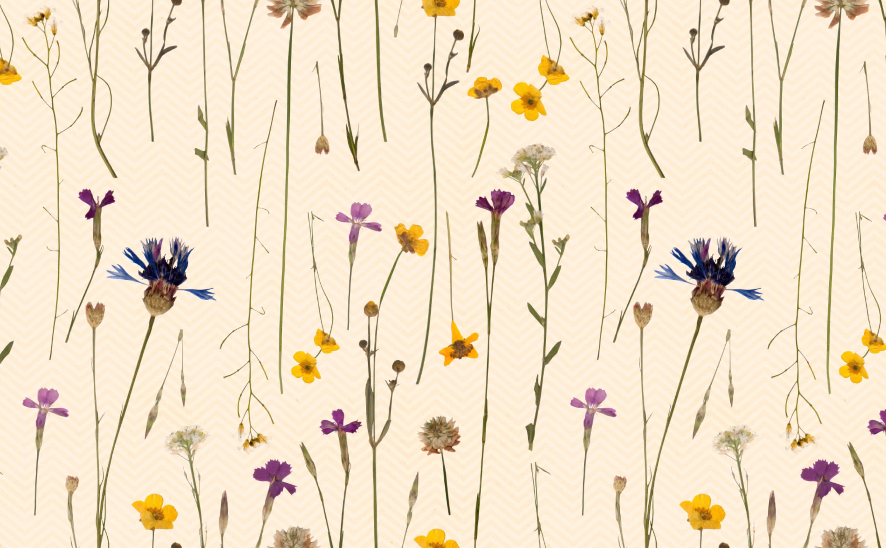 Wildflower 桌布 壁紙 — 精緻的乾燥野花，以紫色、黃色和藍色稀疏地綻放在柔和的米色人字形背景上。