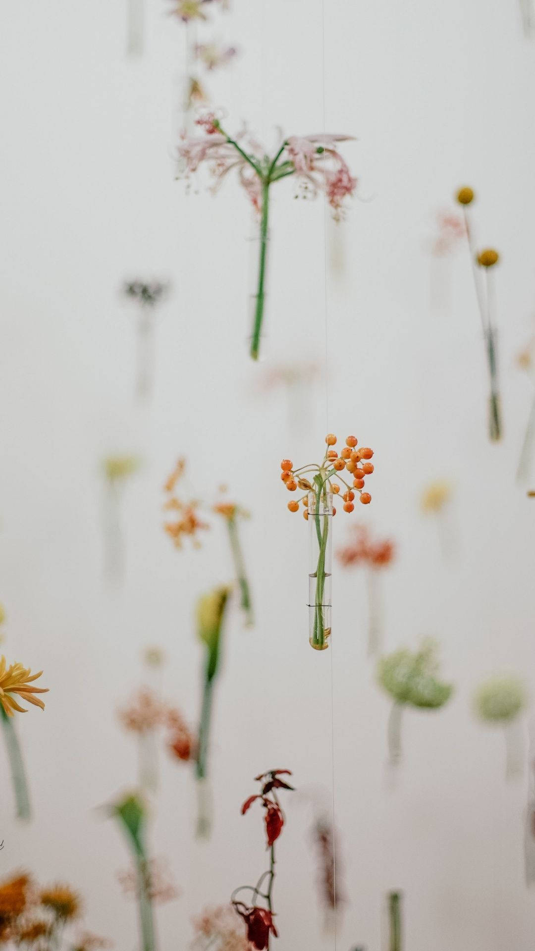 Minimalist Spring 桌布 壁紙 — 精緻的乾花和種子莢懸掛在柔焦中，背景蒼白。