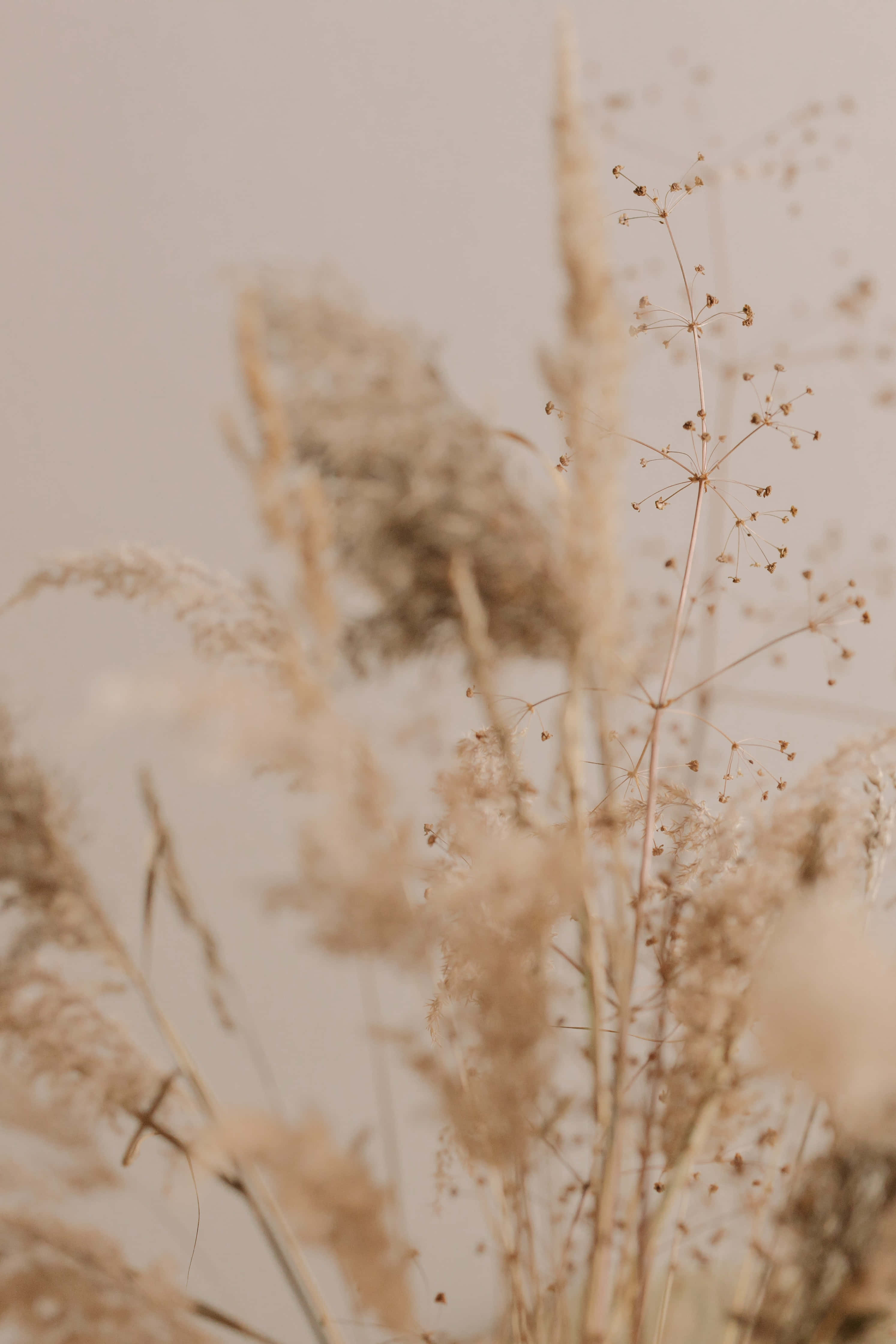 Pampas Grass 桌布 壁紙 — 精緻的乾草和種子頭在柔和的米色背景下，以淺景深輕輕搖曳。