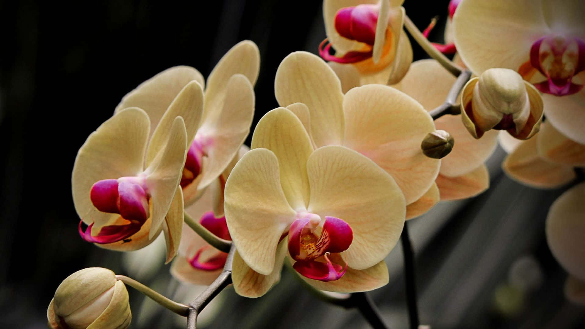 Orchids 桌布 壁紙 — 精緻的奶油色蘭花帶有充滿活力的洋紅色中心，在黑暗模糊的背景上柔和地綻放。
