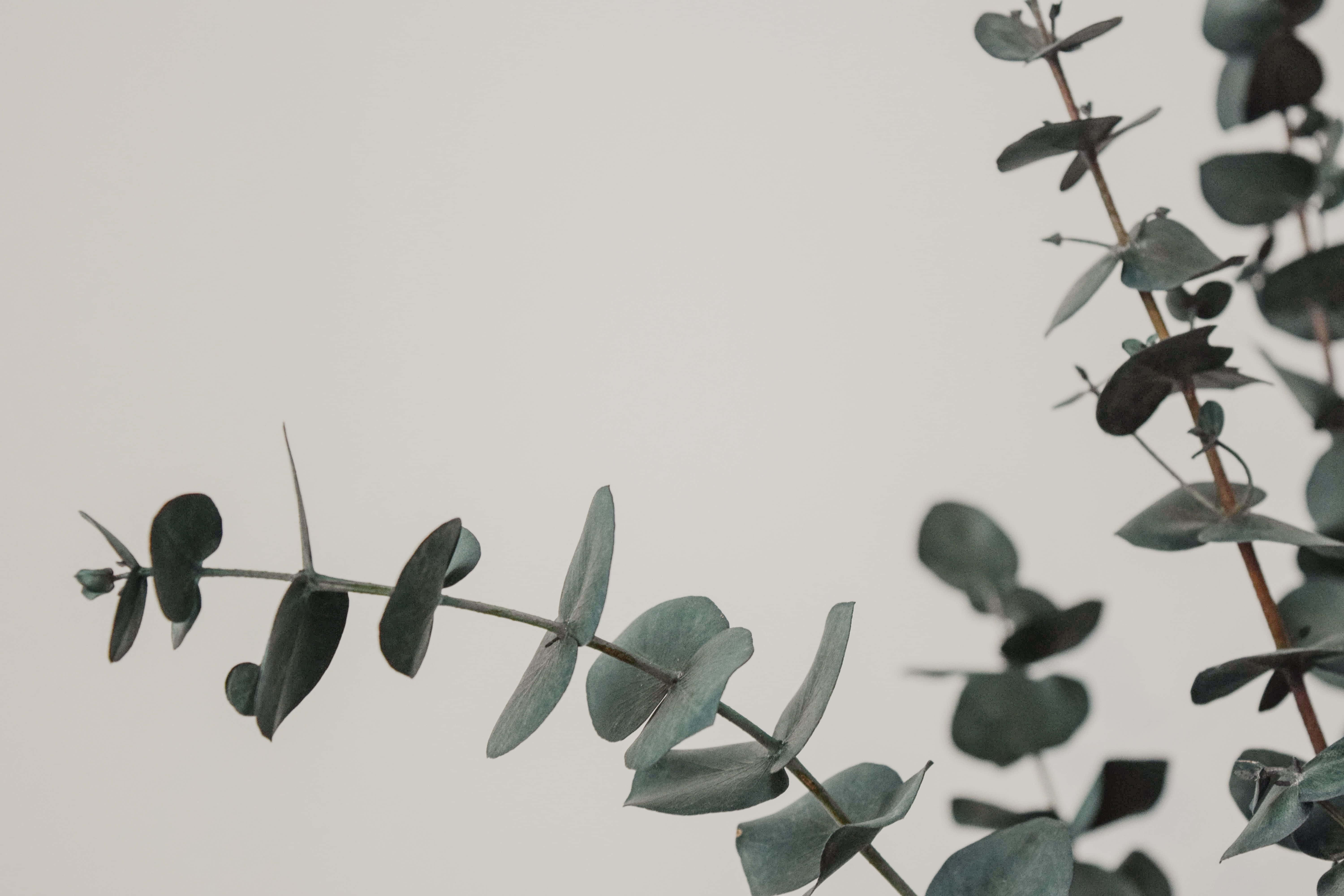 Eucalyptus 桌布 壁紙 — 精緻的尤加利樹枝，帶有圓形的銀綠色葉子，在柔和的純色背景上優雅地伸展。