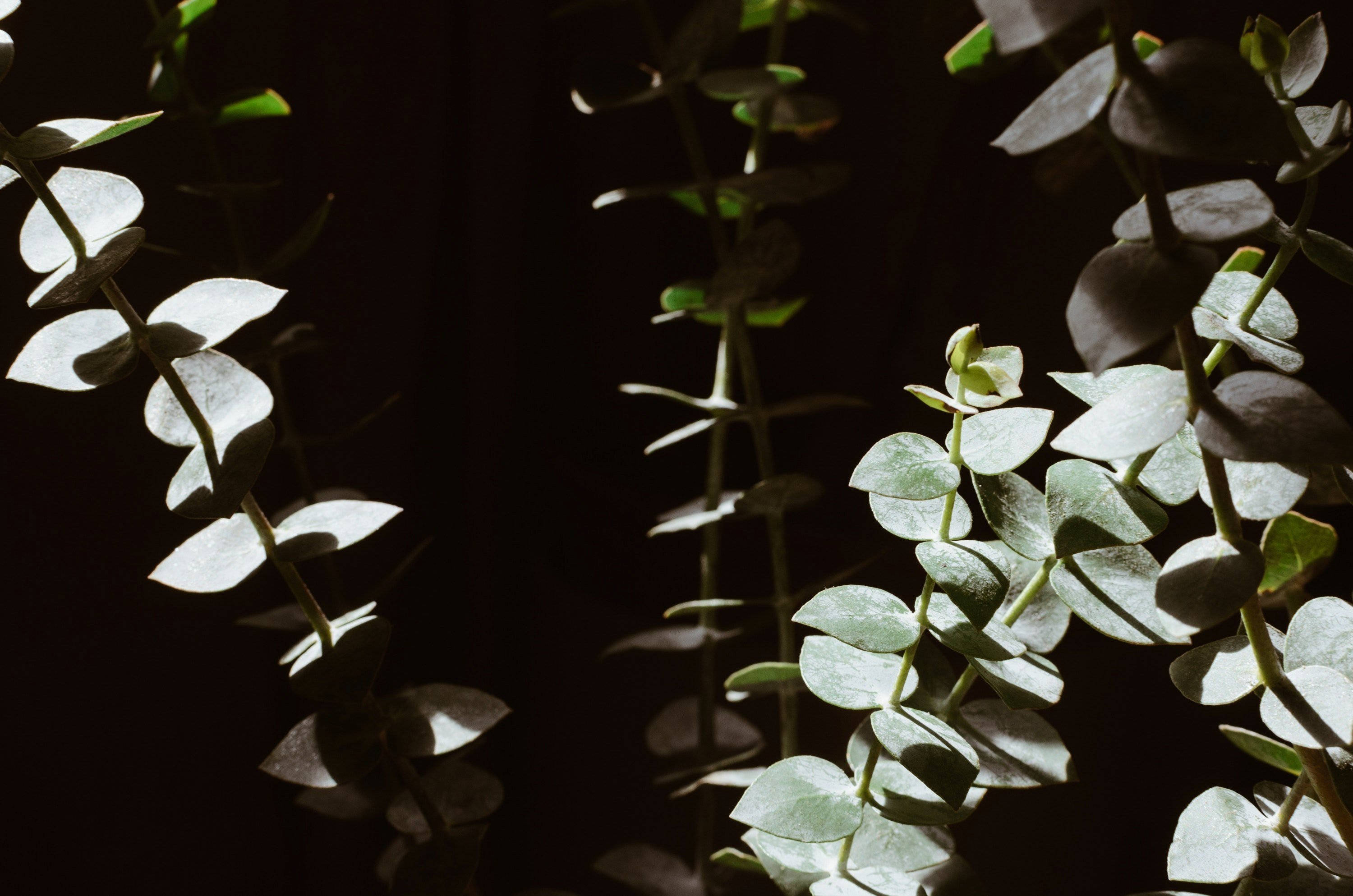 Eucalyptus 桌布 壁紙 — 精緻的尤加利葉在深黑色背景下捕捉柔和光線，營造出寧靜的植物靜物畫面。