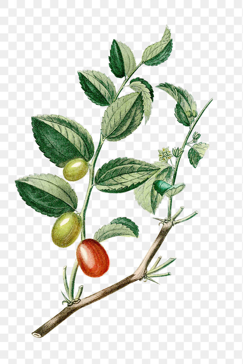 Fruits 桌布 壁紙 — 精緻的植物插圖，描繪帶有綠葉和成熟紅綠棗子的樹枝。