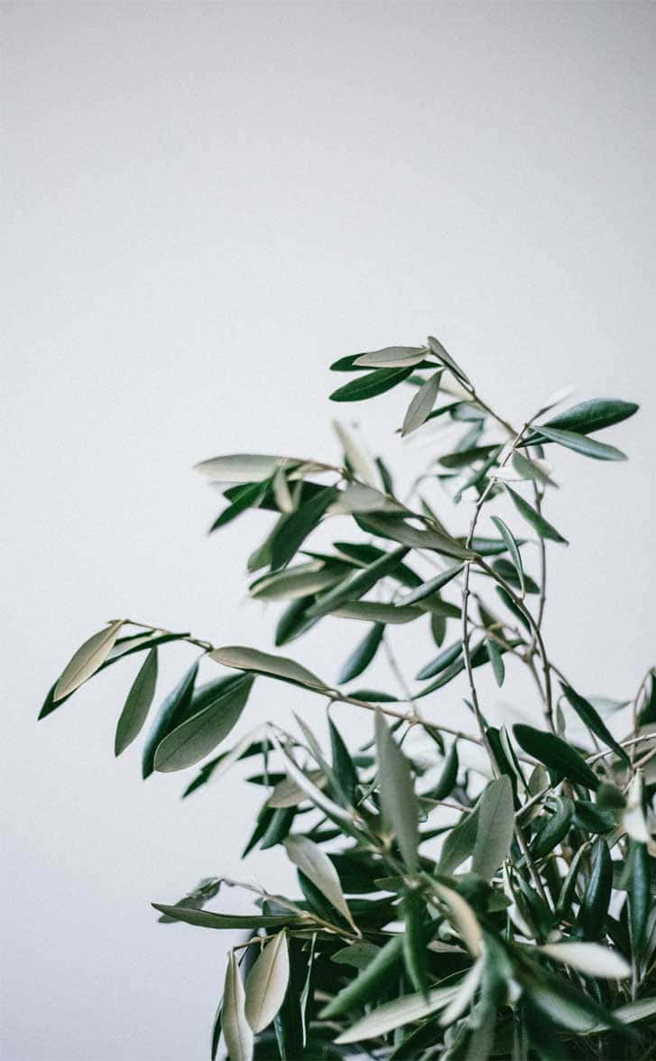 Olive Green iPhone 桌布 壁紙 — 精緻的橄欖枝條，帶有銀綠色葉片，在柔和的中性背景上層疊而下。