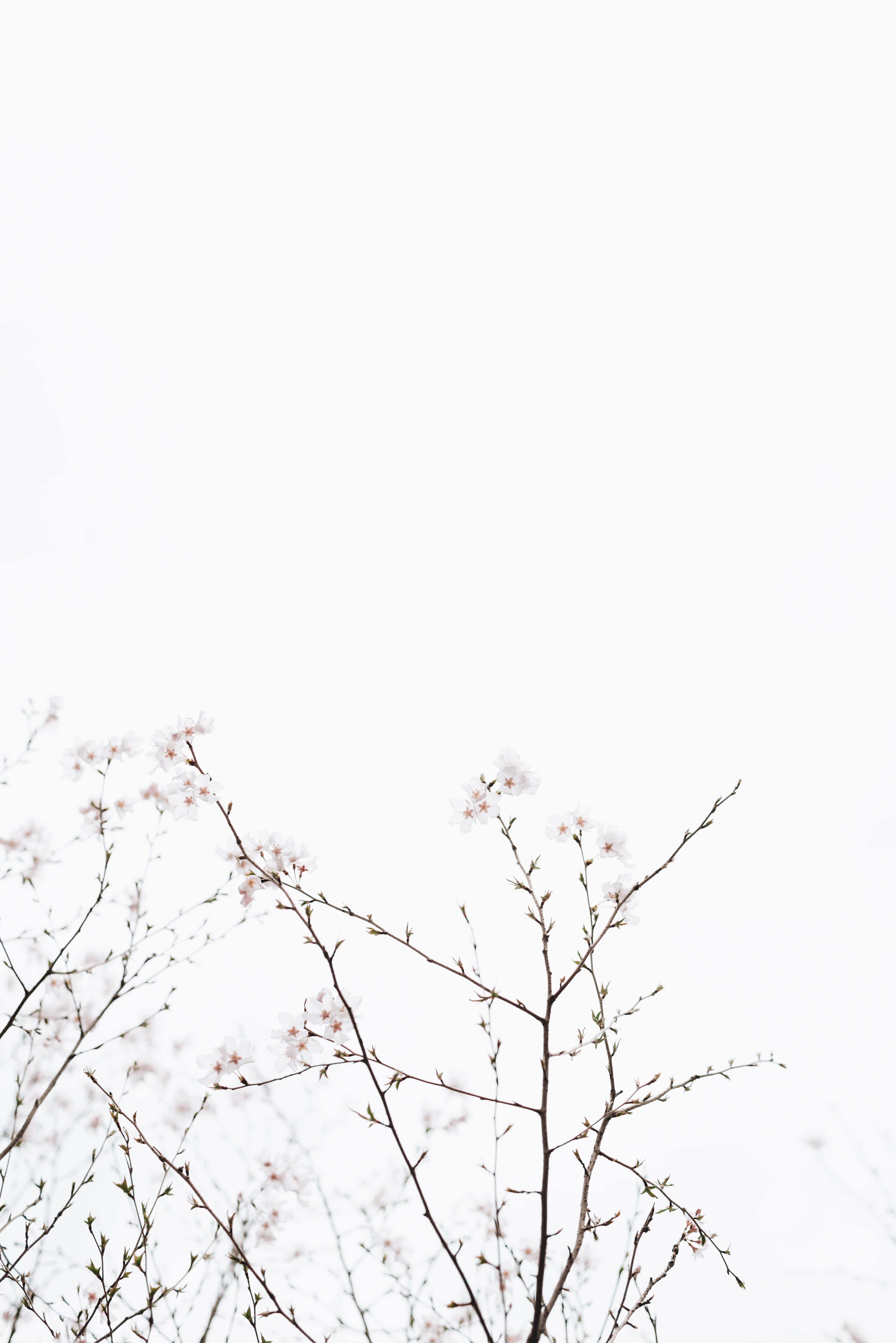 White Aesthetic Laptop 桌布 壁紙 — 精緻的櫻花枝條，柔和的粉紅色花朵在明亮的白色天空中探出頭來。