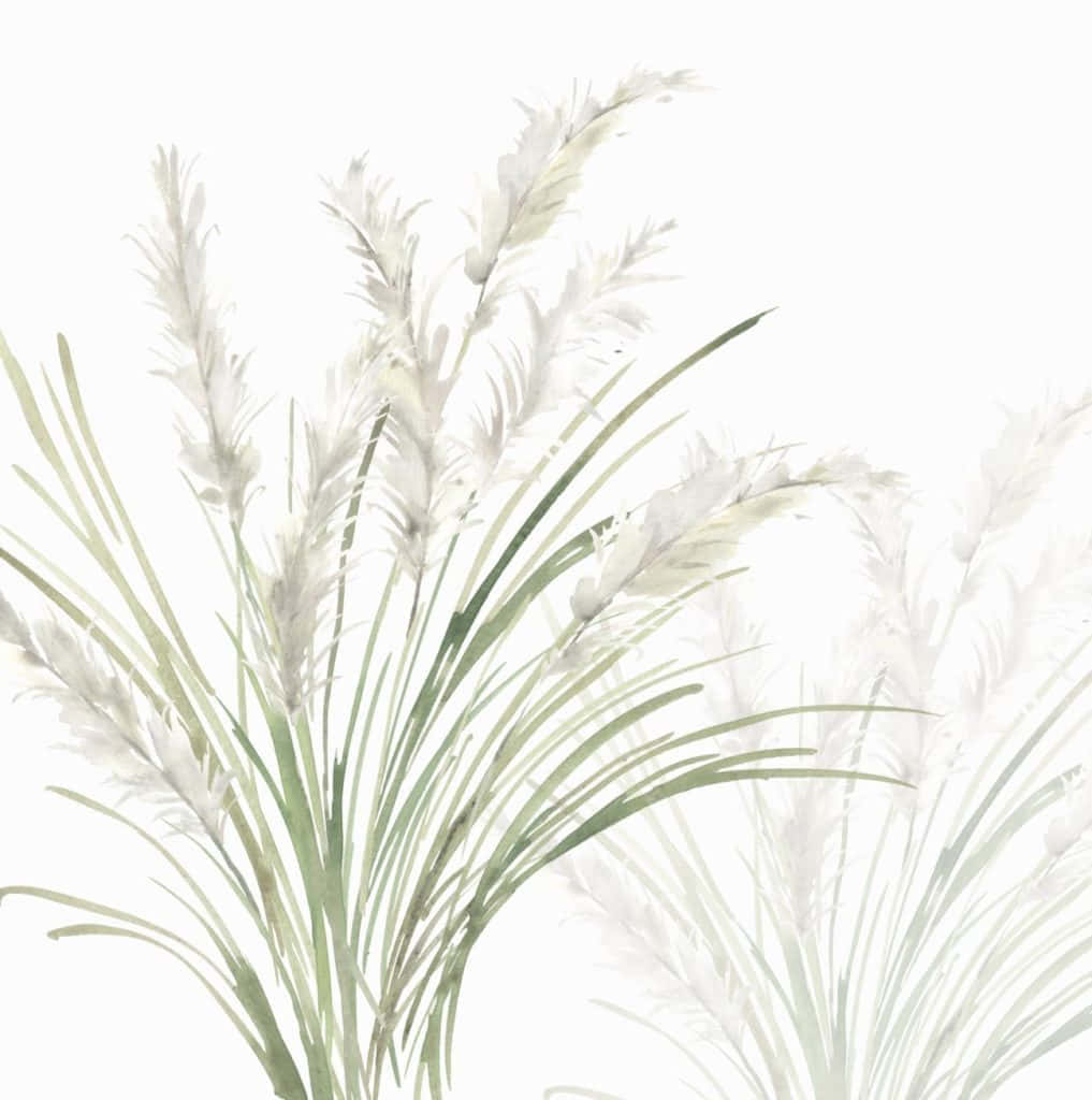 Grass 桌布 壁紙 — 精緻的水彩蘆葦，帶有柔軟的白色羽狀花序和柔和的綠色葉片，襯以純白背景。