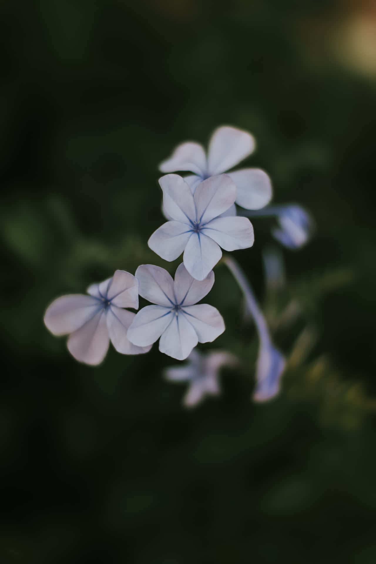Flowers 桌布 壁紙 — 精緻的淺藍色花朵，花瓣呈星形，在深色模糊的綠色背景下柔和綻放。