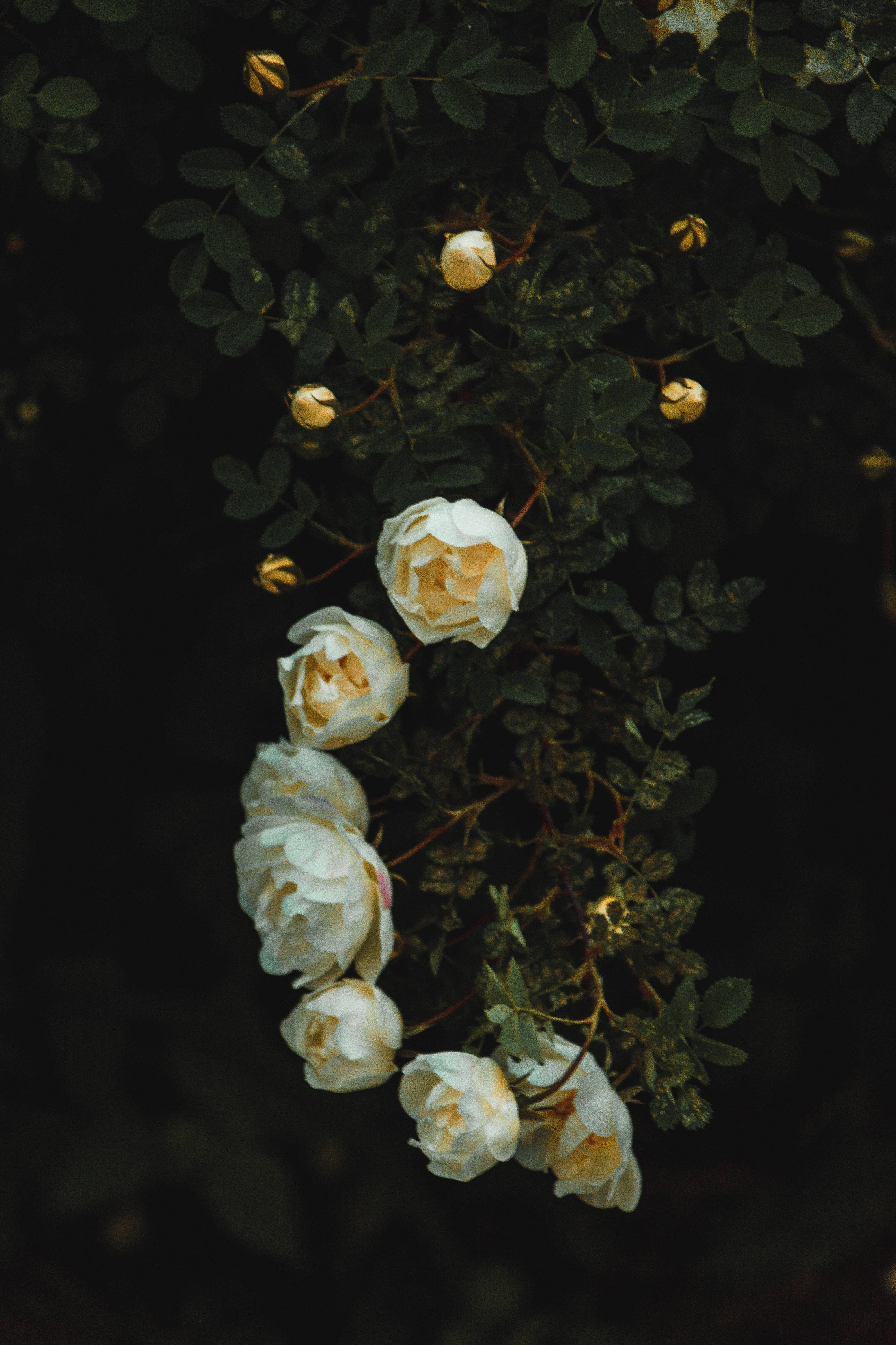 Rose Flower 桌布 壁紙 — 精緻的白玫瑰帶有黃色花心，在深綠色葉片中於柔和、富有氛圍的燈光下綻放。