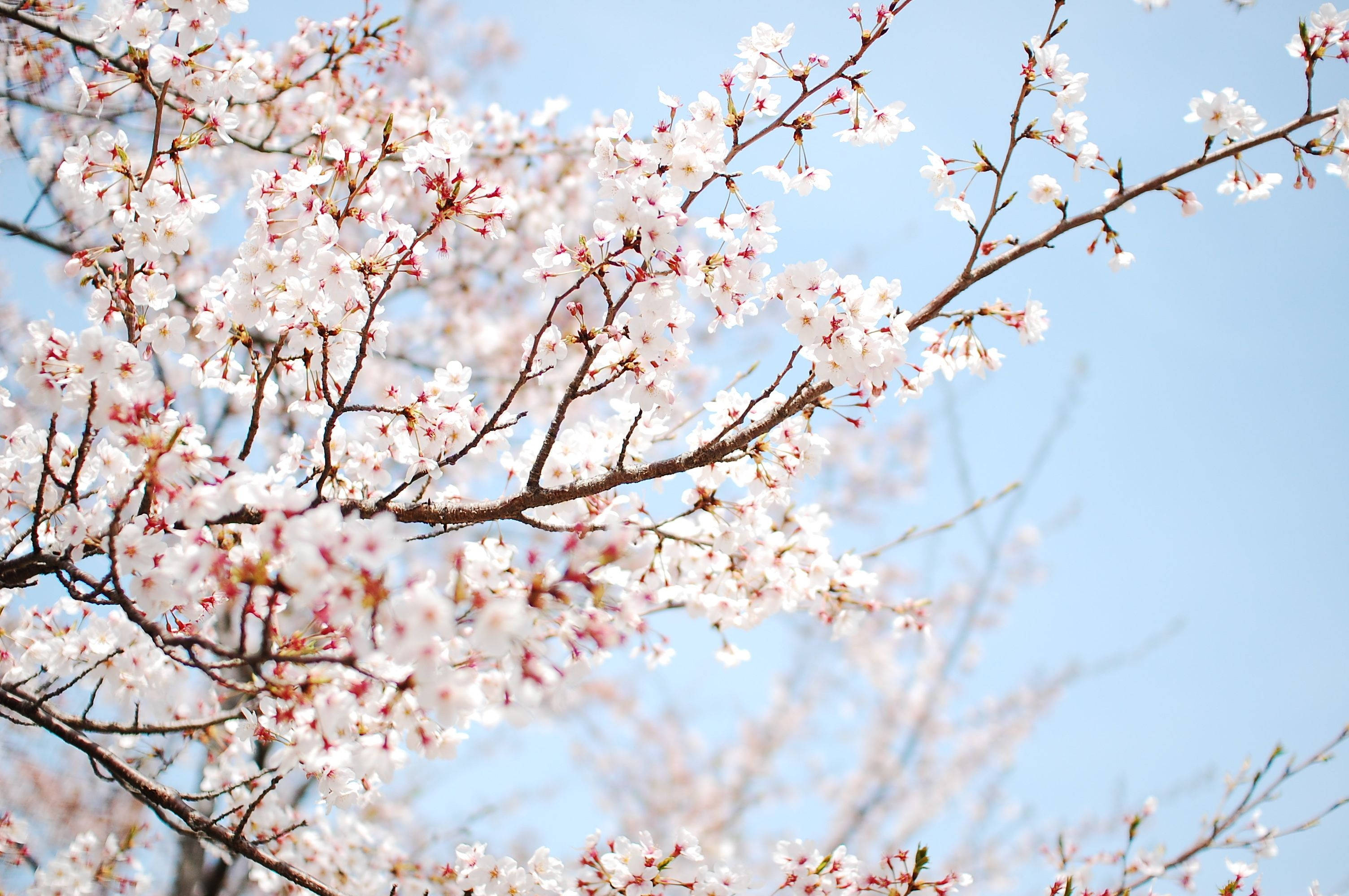 Blossom 桌布 壁紙 — 精緻的白色和粉紅色櫻花在深色樹枝上密集綻放，映襯著清澈的藍天。