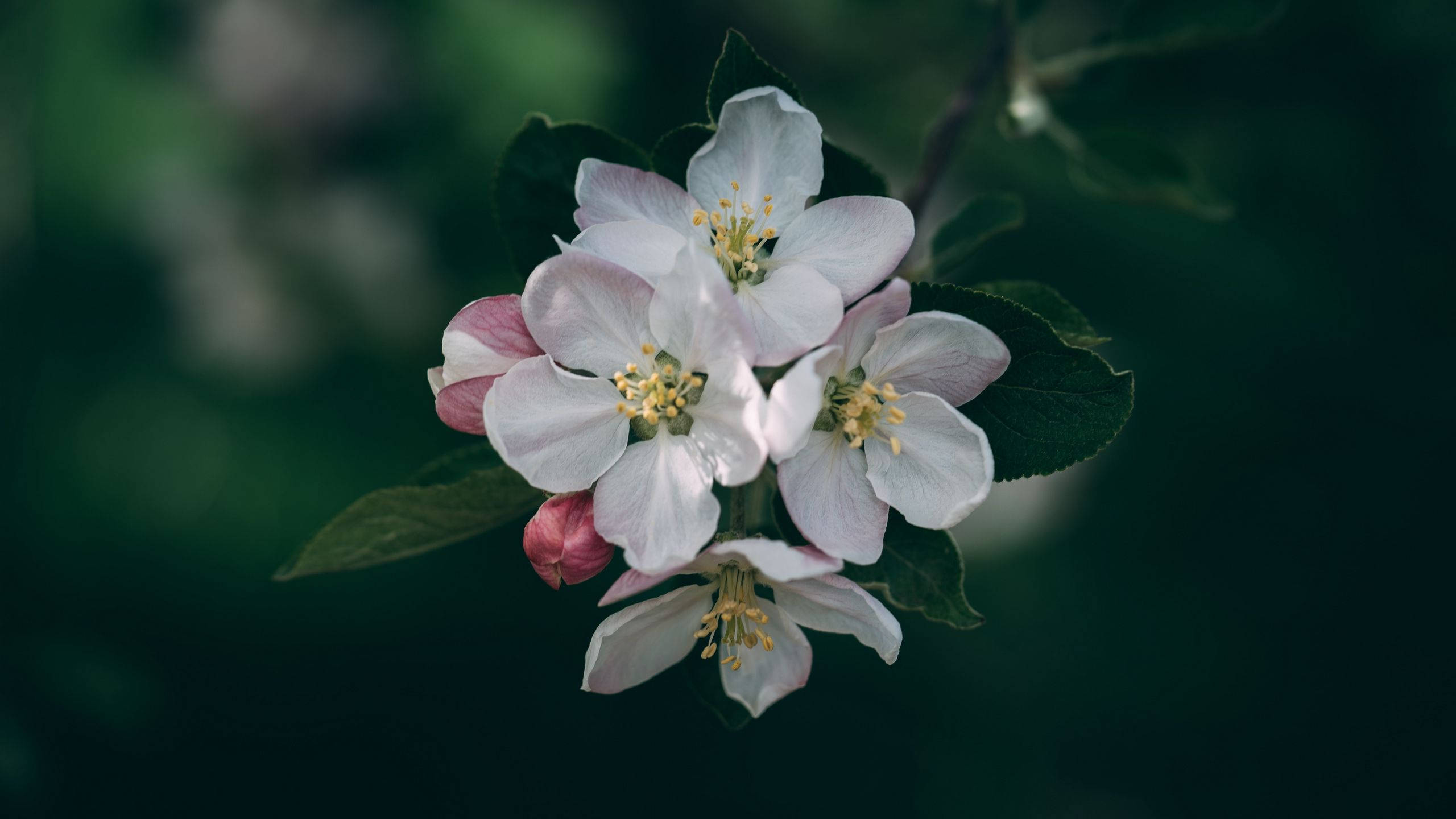 Flowers Laptop 桌布 壁紙 — 精緻的白色和粉紅色蘋果花，帶有黃色雄蕊，在深綠色模糊背景上柔和綻放。