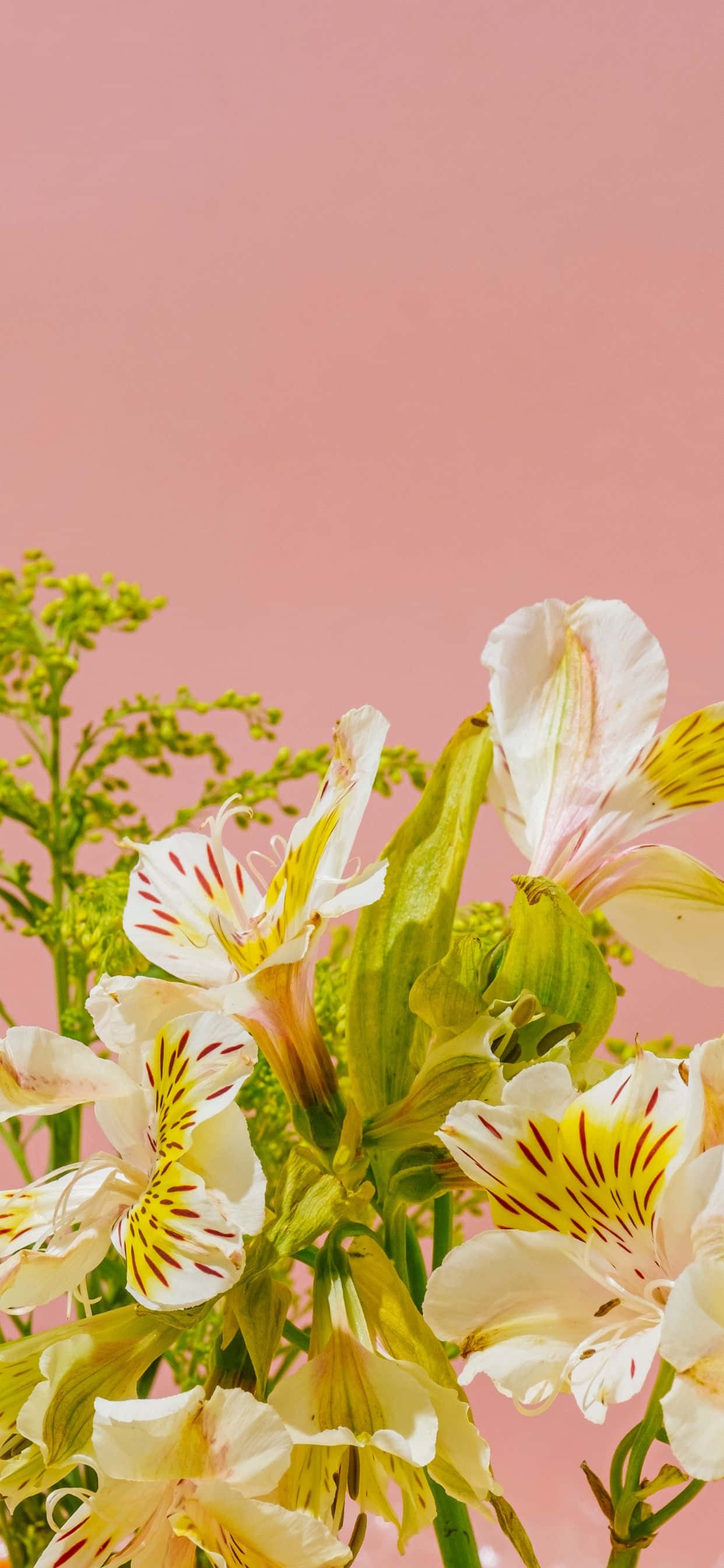 1242x2688 桌布 壁紙 — 精緻的白色和黃色花朵帶有紅色雄蕊，在柔和的粉紅色背景上綻放。