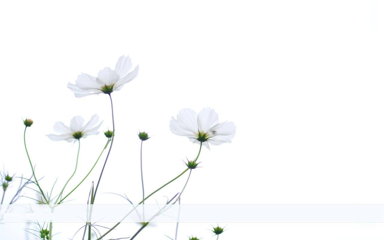 Minimalist Flower Computer 桌布 壁紙 — 精緻的白色大波斯菊花朵，纖細的花莖在明亮的白色背景上柔和綻放。