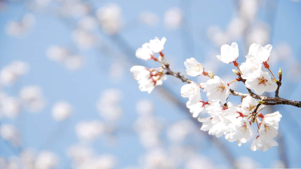 White Flowers 桌布 壁紙 — 精緻的白色櫻花在樹枝上盛開，映襯著柔和的藍天和模糊的背景。