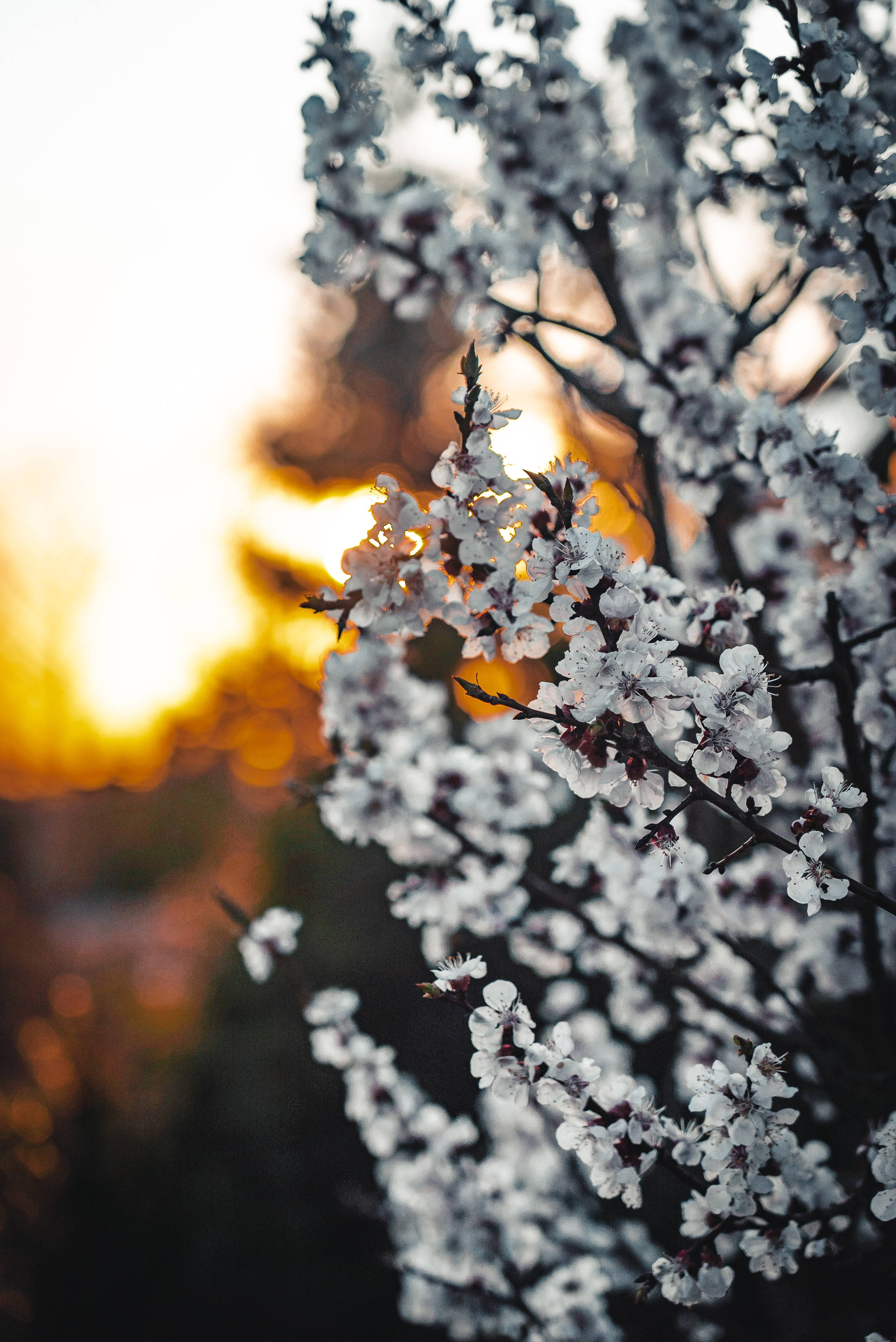 Sakura 桌布 壁紙 — 精緻的白色櫻花在溫暖的金色日落背景下閃耀，帶有柔和的散景效果。