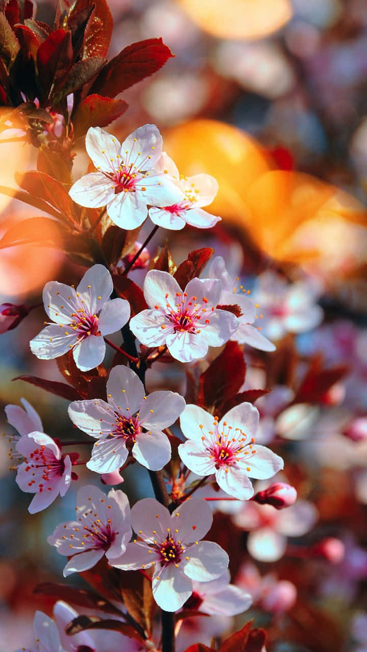 Flowers Aesthetic 桌布 壁紙 — 精緻的白色櫻花帶有粉紅色花心，在深紅色樹枝上綻放，背景是溫暖的金色散景。