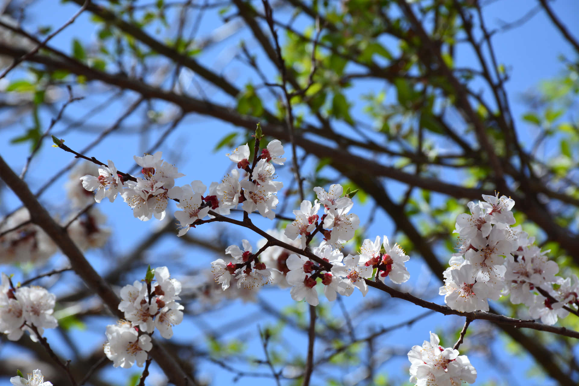 White and red blooms on tree 壁紙 — 精緻的白色櫻花帶有粉紅色花心，在纖細的枝條上綻放，映襯著清澈的藍天。