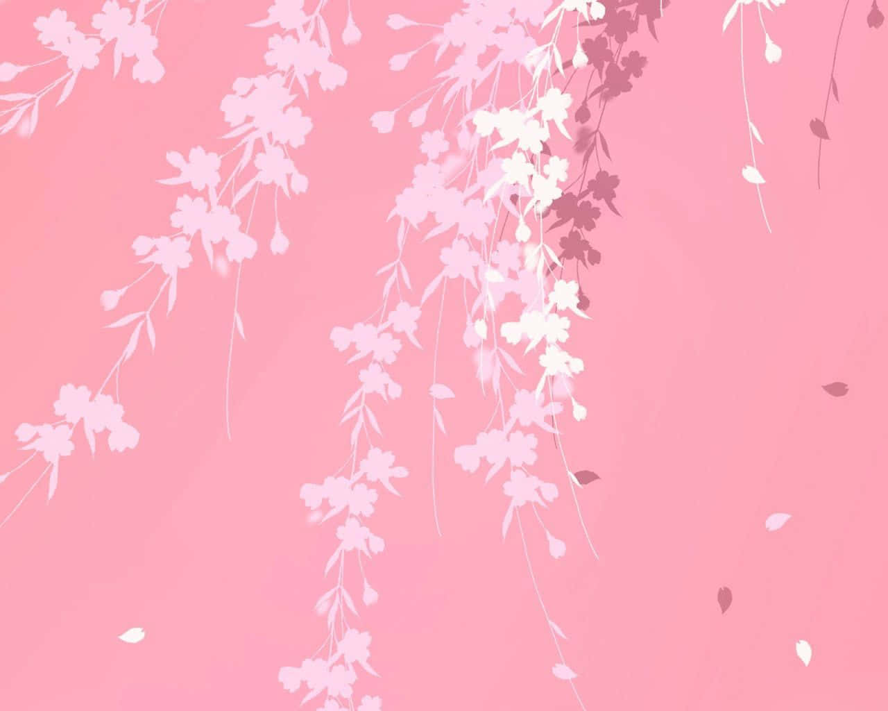 Plain Pink Desktop 桌布 壁紙 — 精緻的白色櫻花枝條在柔和的粉紅色漸層背景上優雅地傾瀉而下，散落著花瓣。