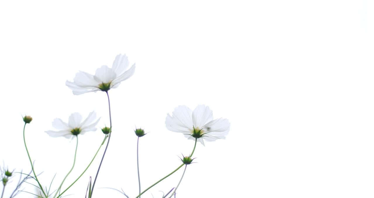 Simple Spring 桌布 壁紙 — 精緻的白色波斯菊，綠色莖稈，在純白背景上柔和綻放。