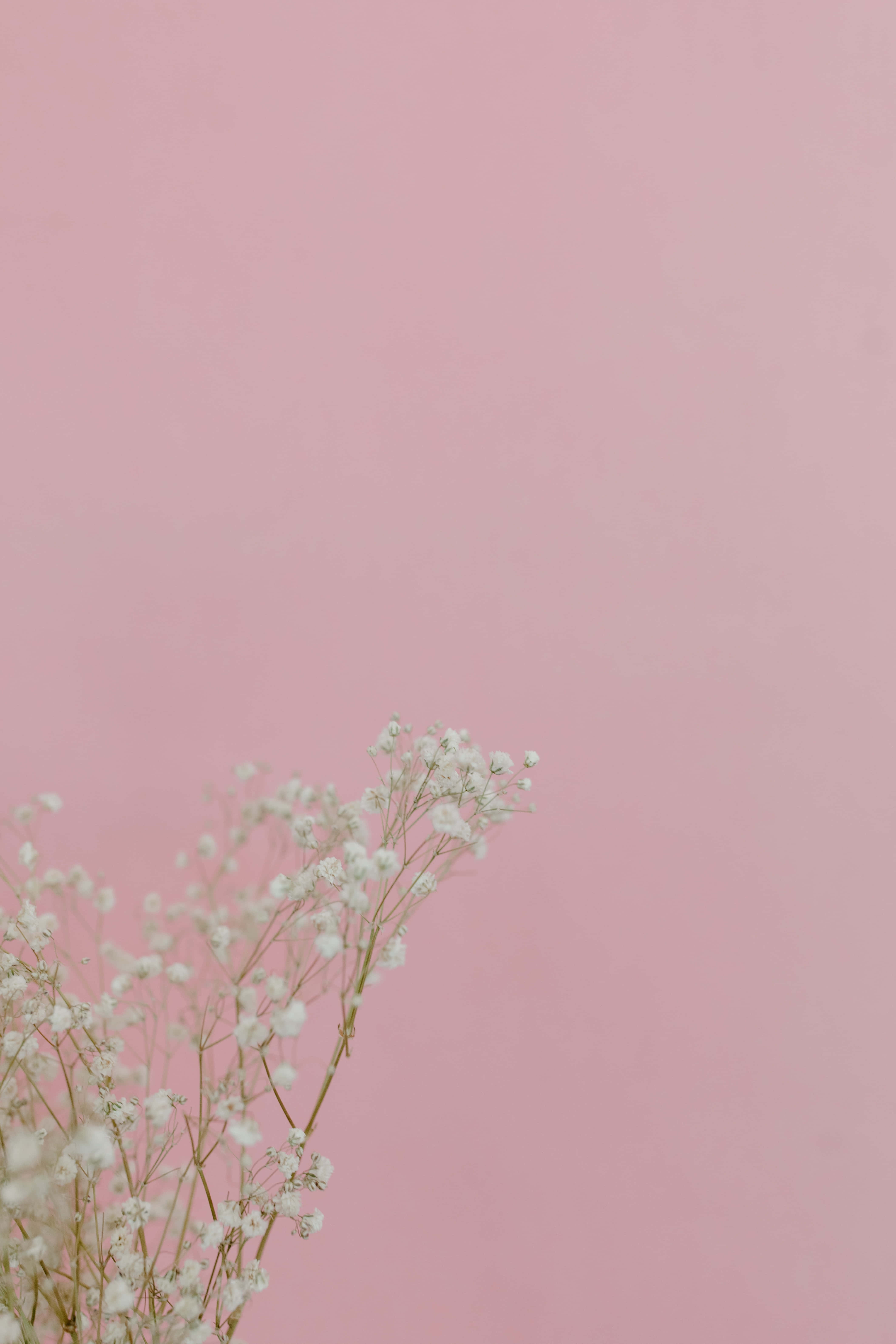Aesthetic Baby Pink 桌布 壁紙 — 精緻的白色滿天星花朵在柔和的粉紅色極簡背景上輕輕彎曲。