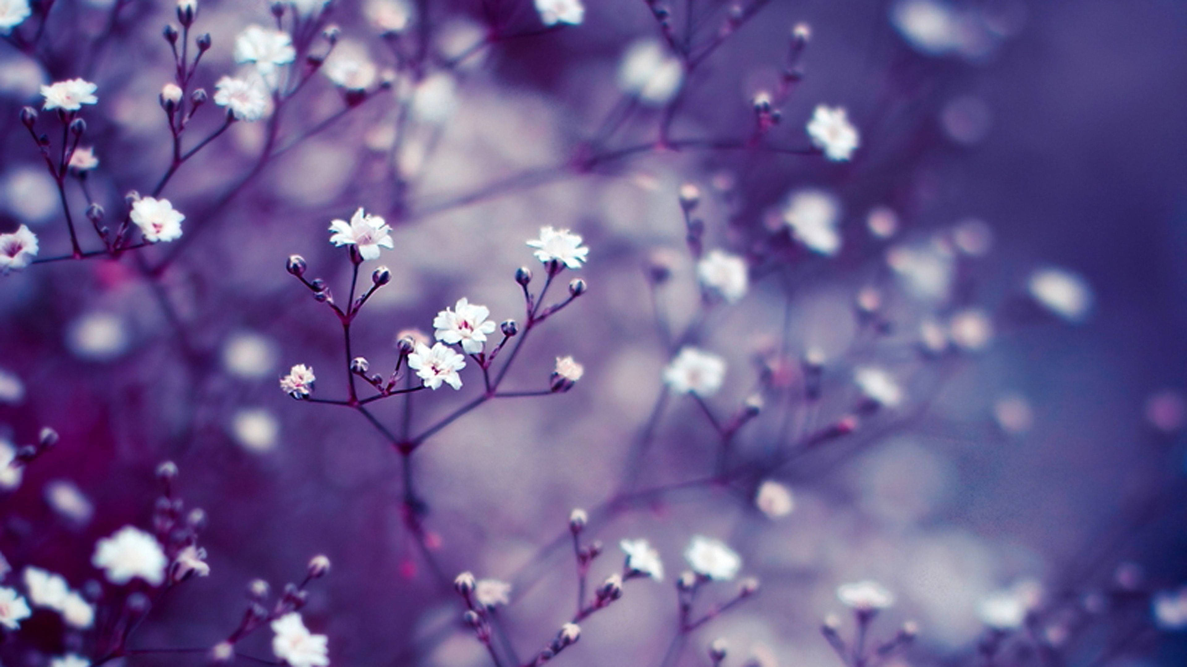 Flowers 桌布 壁紙 — 精緻的白色滿天星花朵在纖細的莖上綻放，背景是柔和的紫色散景。