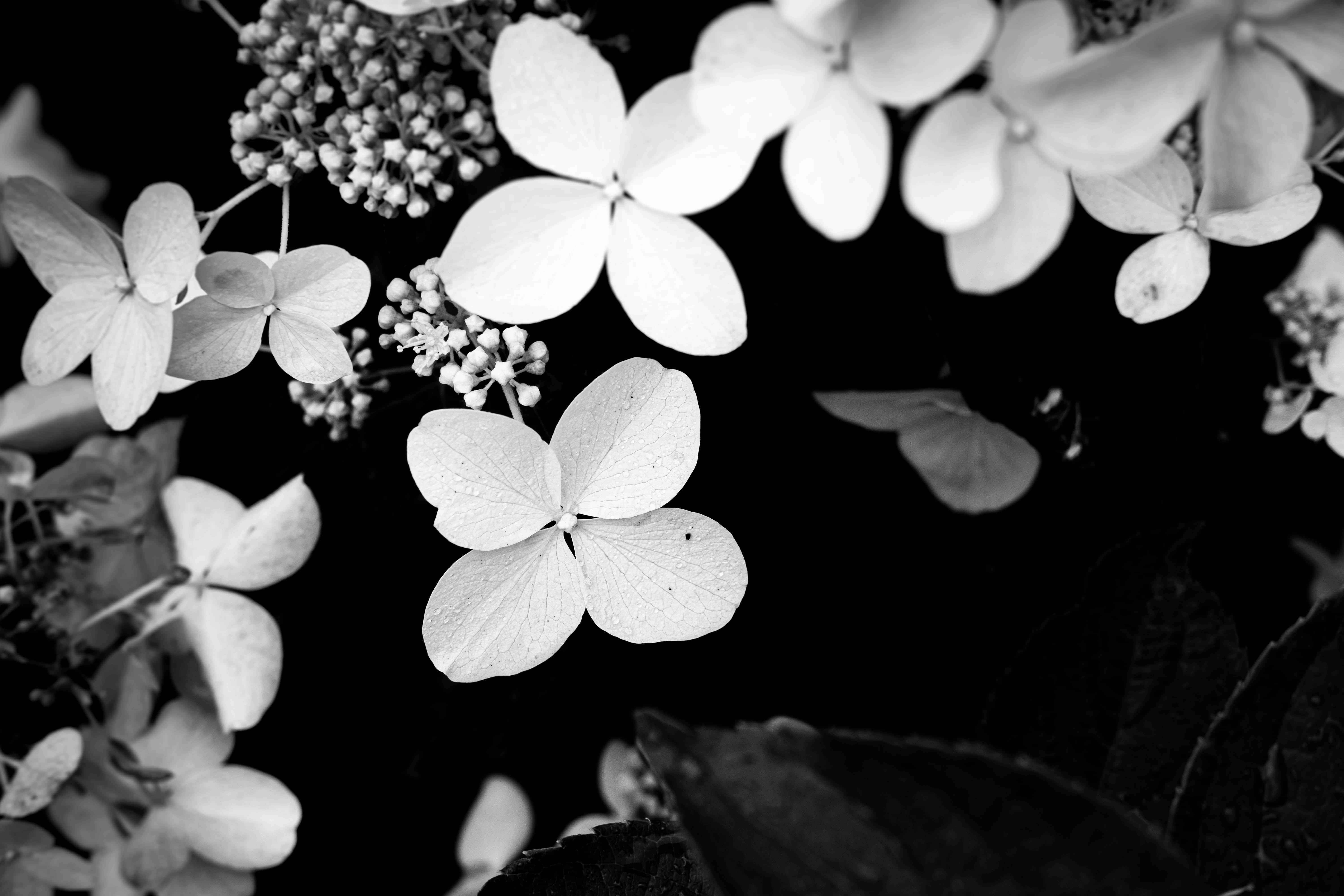Black And White Flower 桌布 壁紙 — 精緻的白色繡球花和花蕾在單色特寫中與深黑色背景形成鮮明對比。