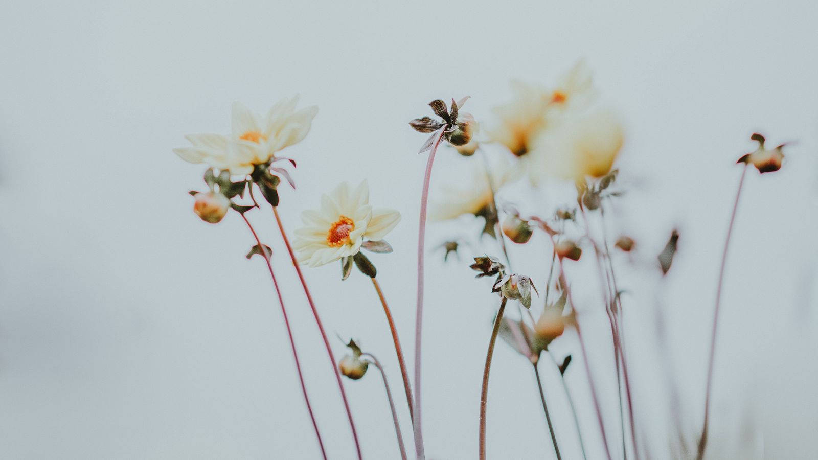 Minimalist Flower Computer 桌布 壁紙 — 精緻的白色花朵，帶有橙色花心，在柔和的灰色背景上輕輕搖曳。