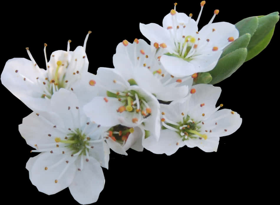 Blossom 桌布 壁紙 — 精緻的白色花朵，帶有橙色雄蕊和綠色葉子，在純黑色背景下格外突出。