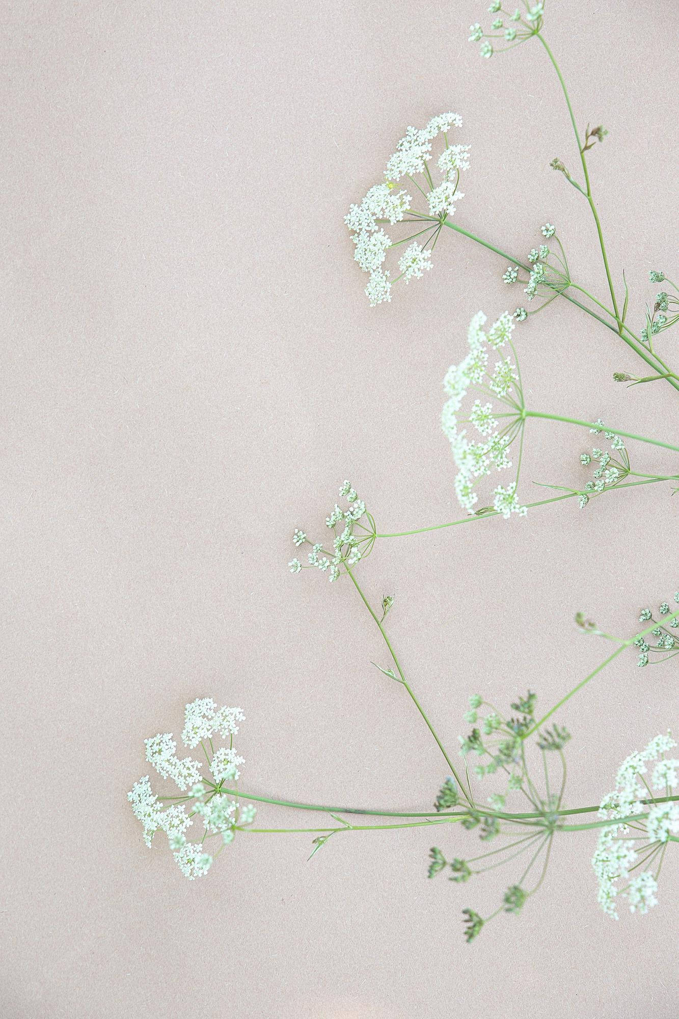 Flowers Aesthetic 桌布 壁紙 — 精緻的白色花朵，配以纖細的綠色莖幹，優雅地排列在柔和的米色背景上。