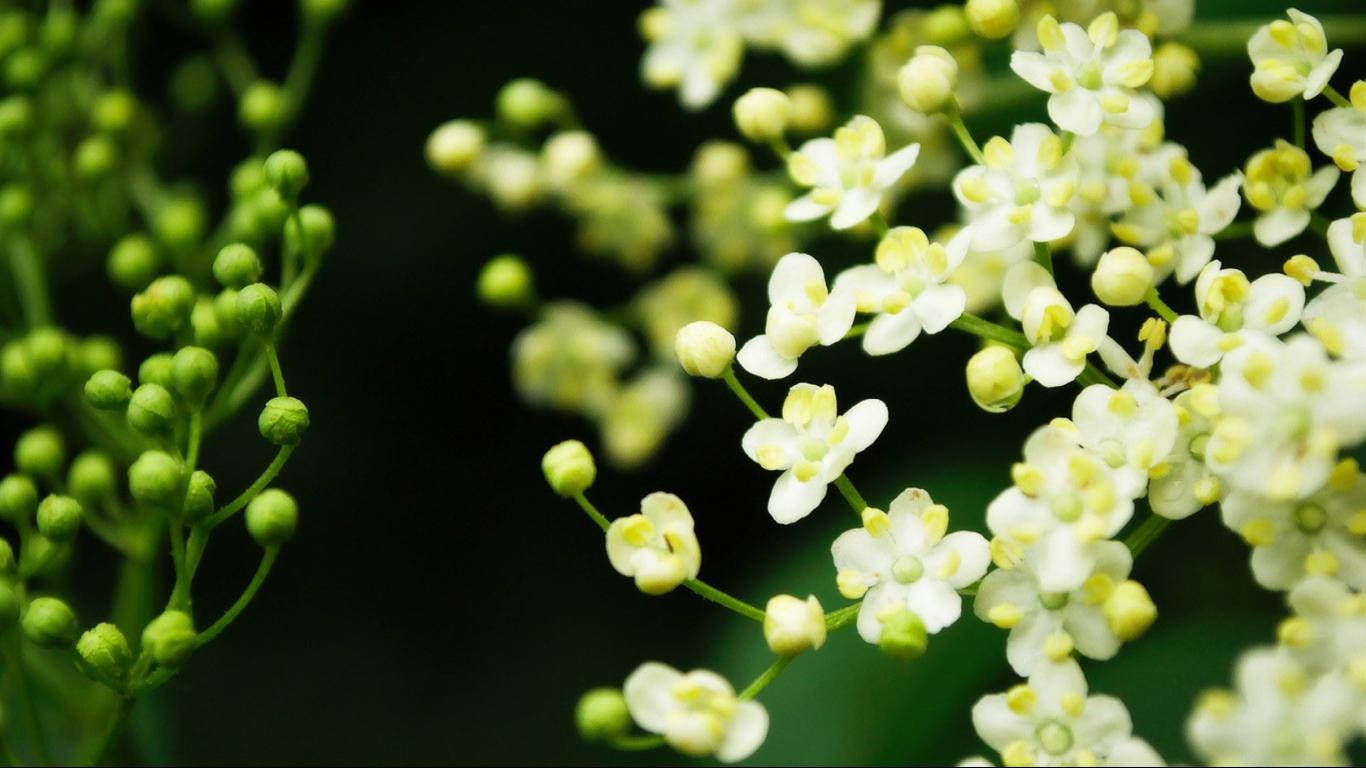 春季桌面壁紙 桌布 壁紙 — 精緻的白色花朵，黃色花心，在綠色花蕾中綻放，背景為深色模糊。