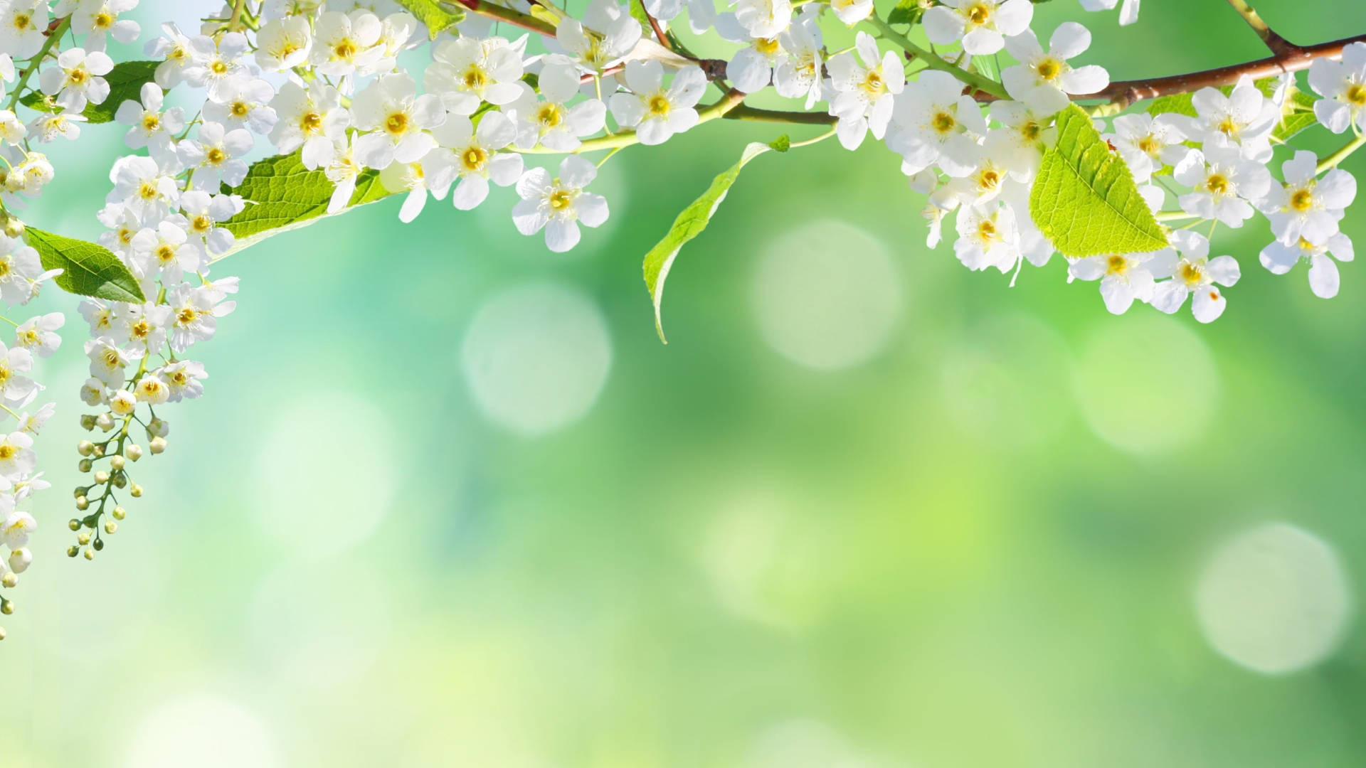 White Flower 桌布 壁紙 — 精緻的白色花朵，黃色花心，從樹枝上傾瀉而下，背景是柔和的綠色散景。