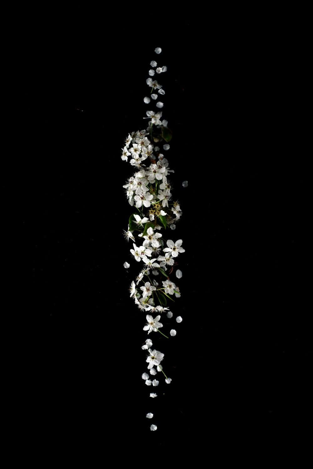 iPhone 桌布 壁紙 — 精緻的白色花朵和綠葉垂直傾瀉，在純黑色背景上飄動。
