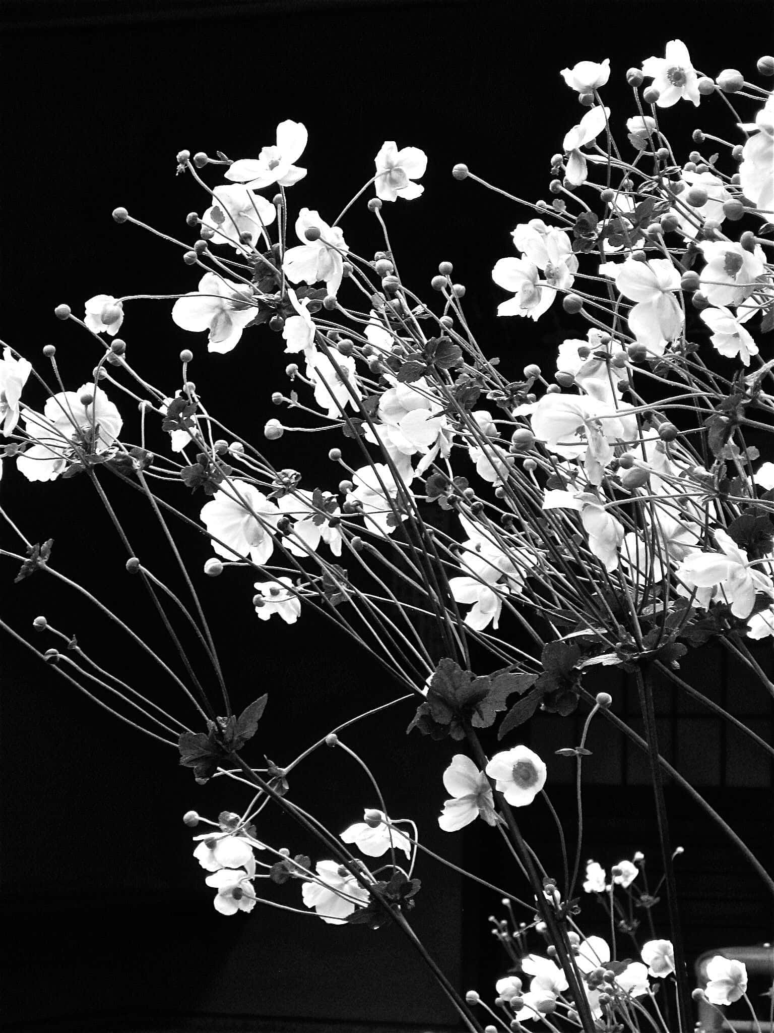 Aesthetic Floral 桌布 壁紙 — 精緻的白色花朵和花蕾在纖細的莖上綻放，襯托著 stark 黑色背景，呈現高對比度的黑白照片。