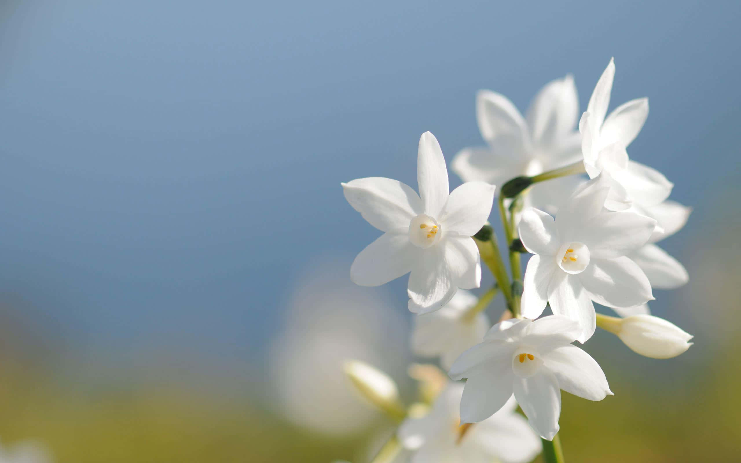 White Flowers 桌布 壁紙 — 精緻的白色花朵在明亮的日光下，在模糊的藍天和綠色田野中柔和地綻放。