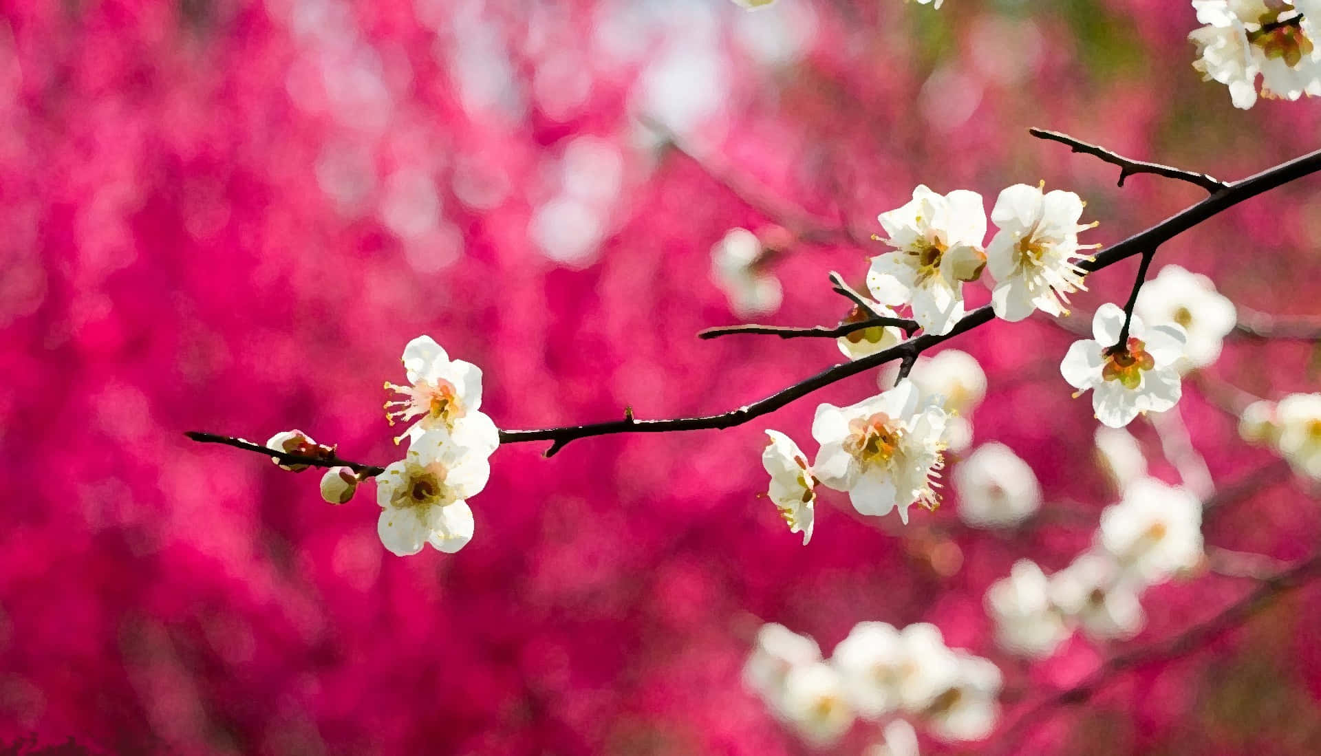 Sakura Blossom 桌布 壁紙 — 精緻的白色花朵在深色樹枝上盛開，映襯著鮮豔的粉紅色模糊背景。