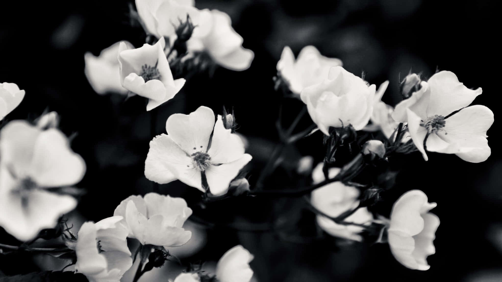Monochrome 桌布 壁紙 — 精緻的白色花朵在深黑色背景上柔和綻放，呈現高對比度的單色特寫。