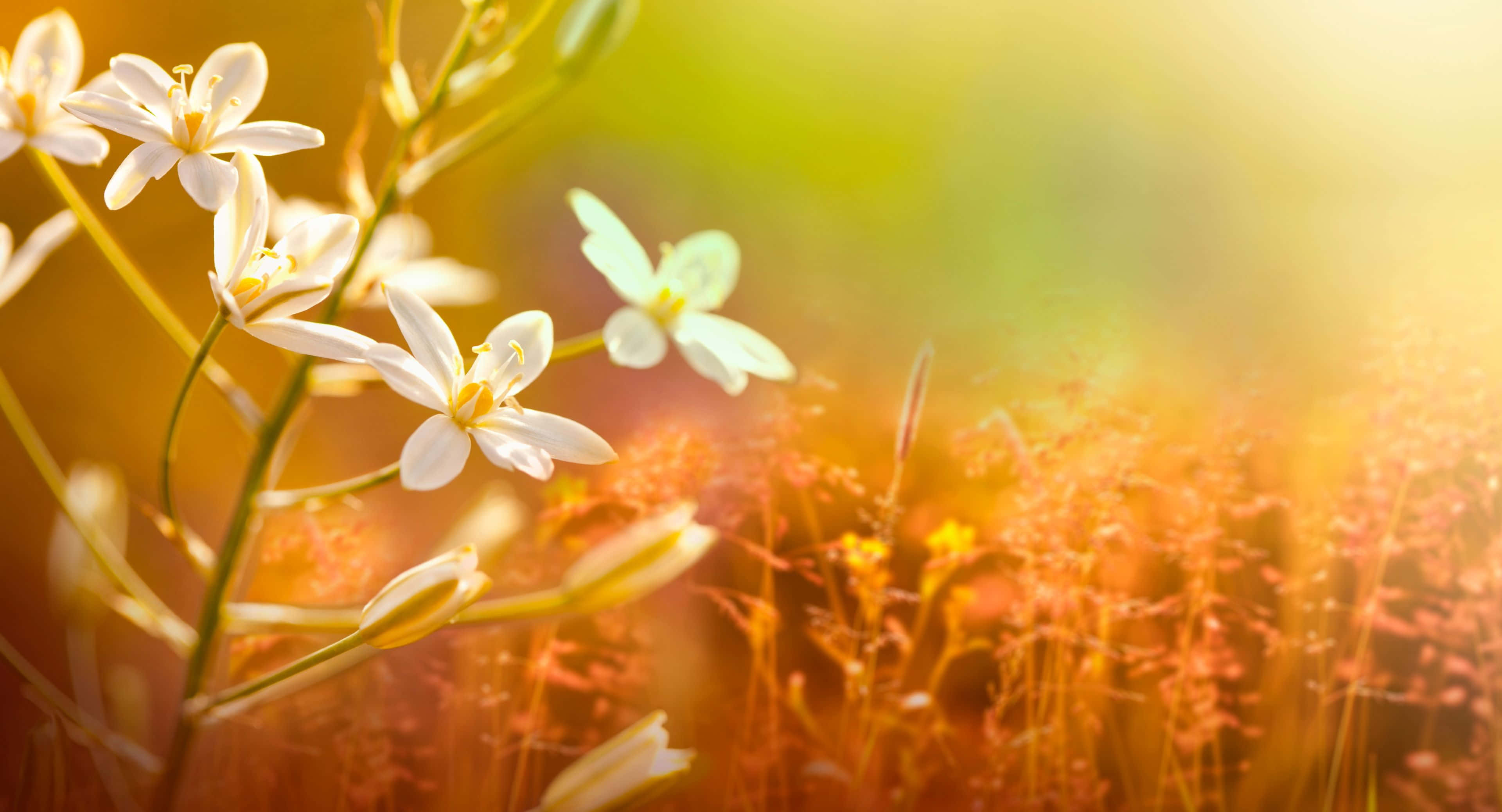3840x2076 桌布 壁紙 — 精緻的白色花朵在溫暖的金色陽光下閃耀，背景是柔和模糊的琥珀色草地。