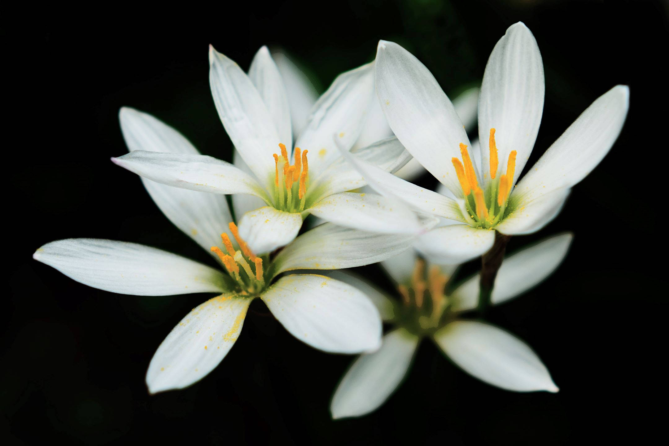 lily 桌布 壁紙 — 精緻的白色花朵帶有鮮黃色的雄蕊，在純黑色背景下盛開。
