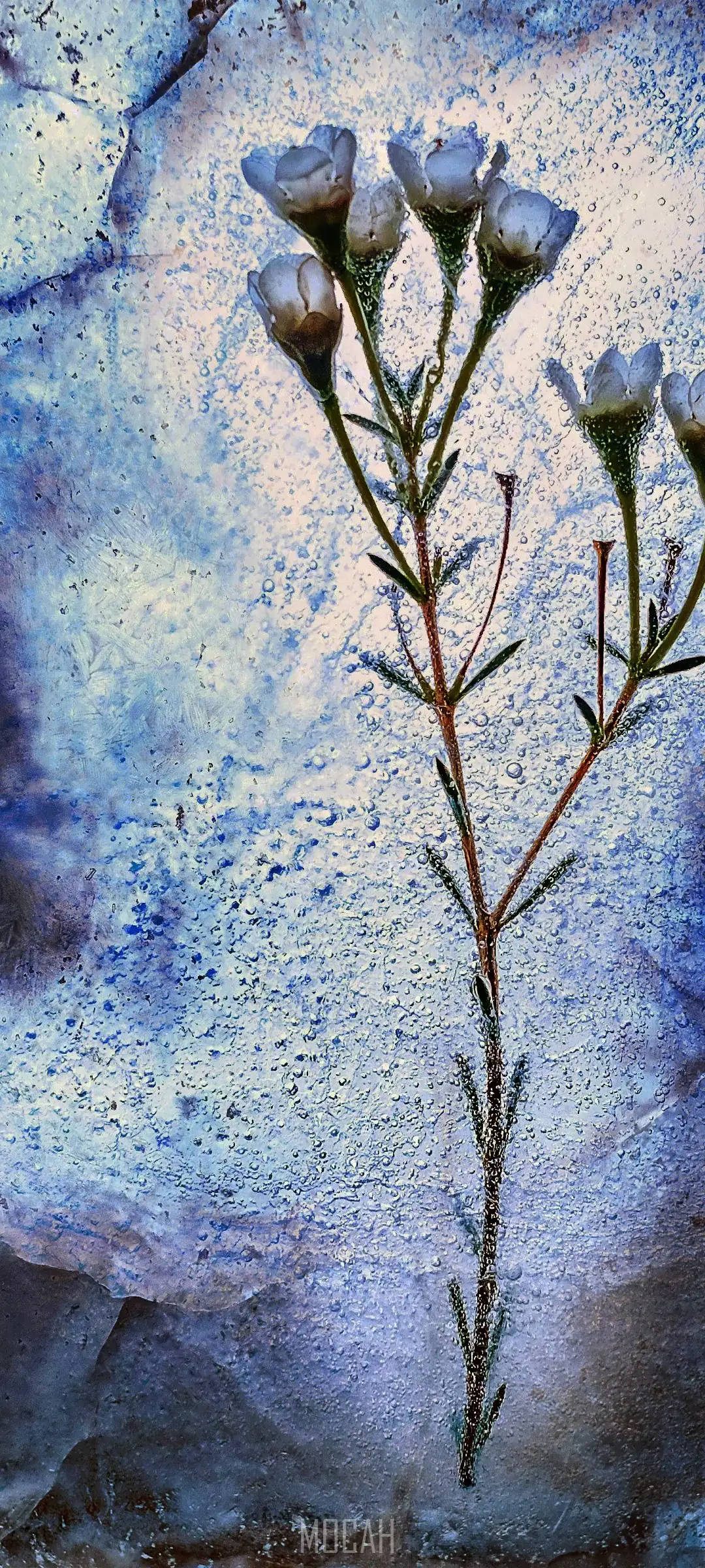 手機 桌布 壁紙 — 精緻的白色花朵帶著露珠，在帶有紋理的藍灰色石牆上綻放。