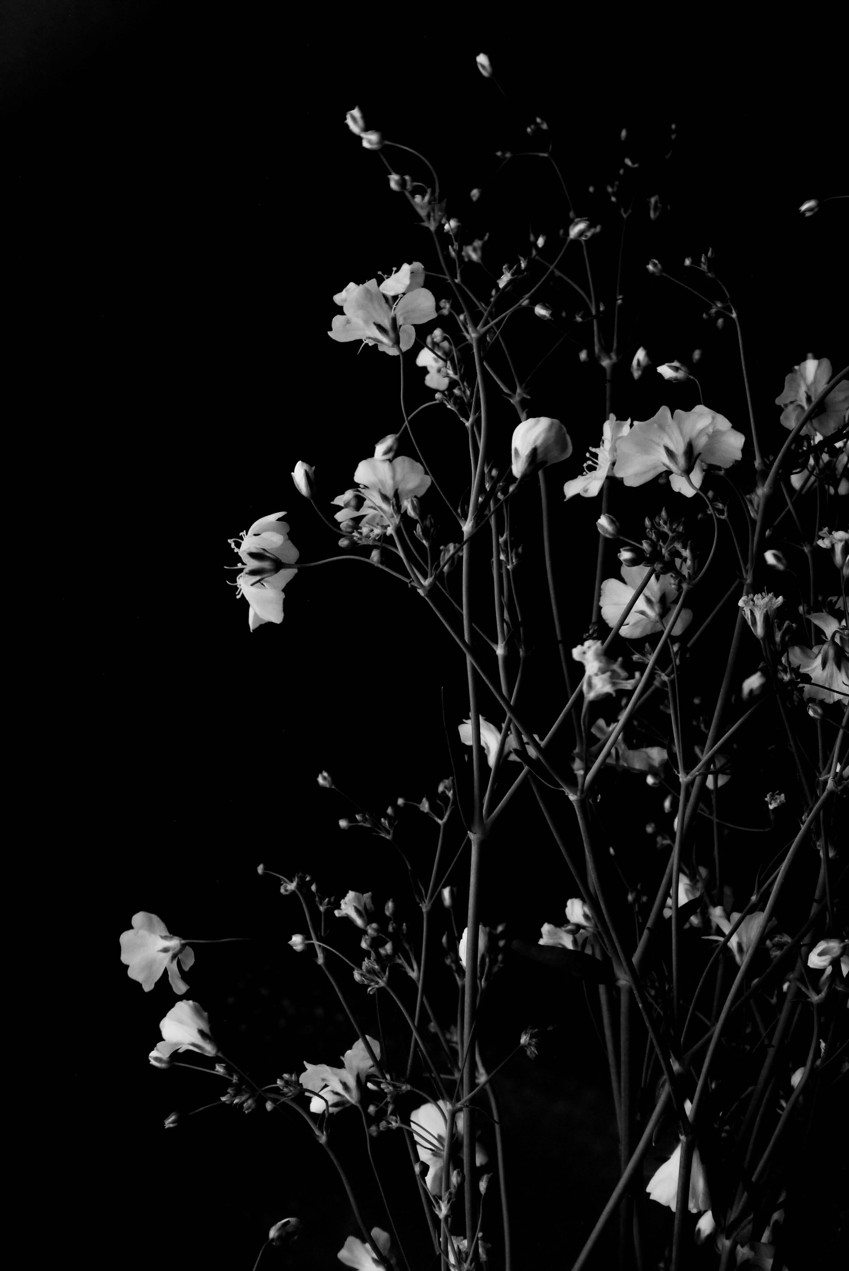 Monochrome 桌布 壁紙 — 精緻的白色花朵搭配纖細的花莖，在純黑背景上優雅地挺立，形成高對比度的單色構圖。