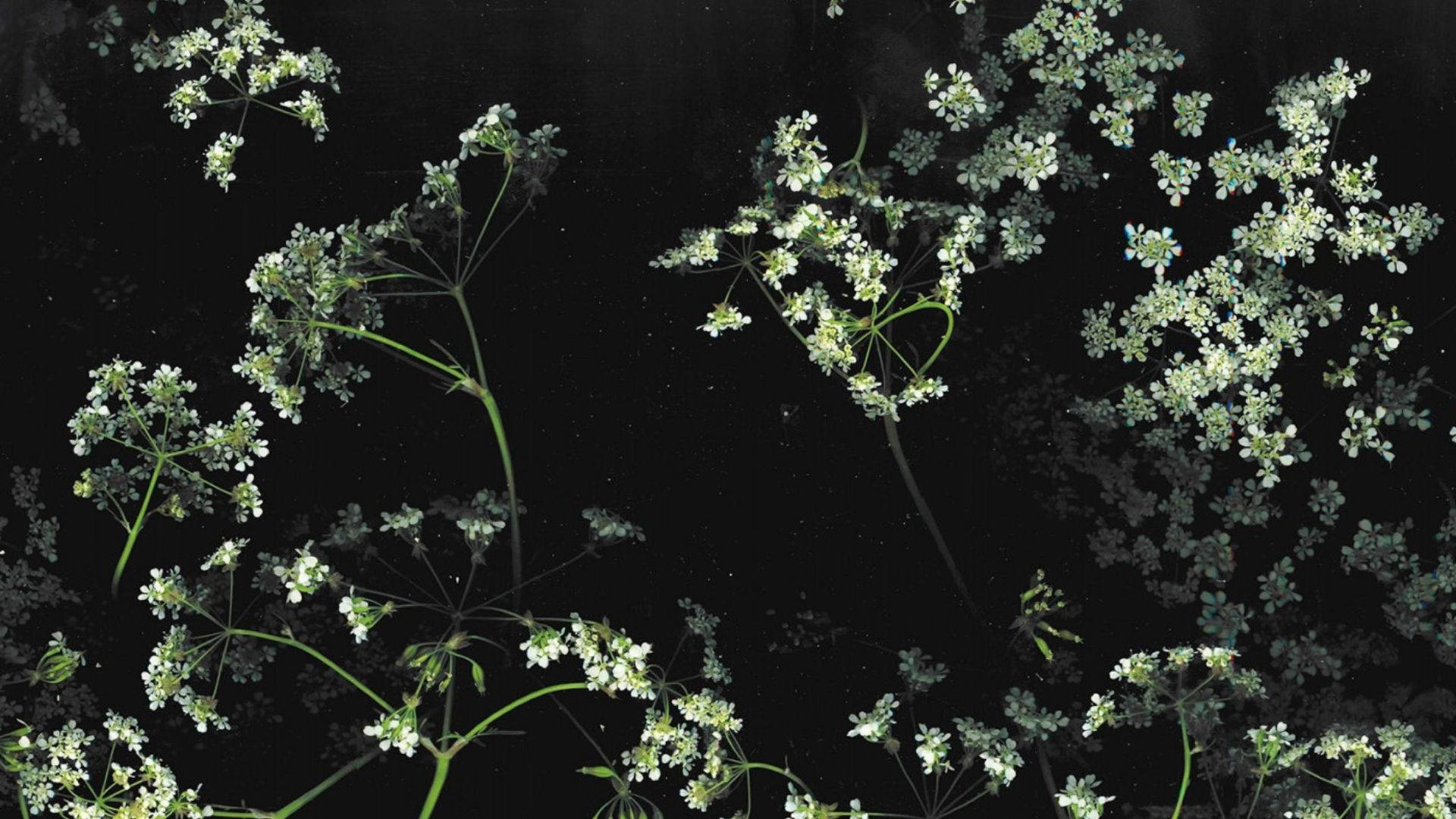 花朵美學動態圖 桌布 壁紙 — 精緻的白色花朵配以綠色莖幹，在深黑色背景上優雅地漂浮。