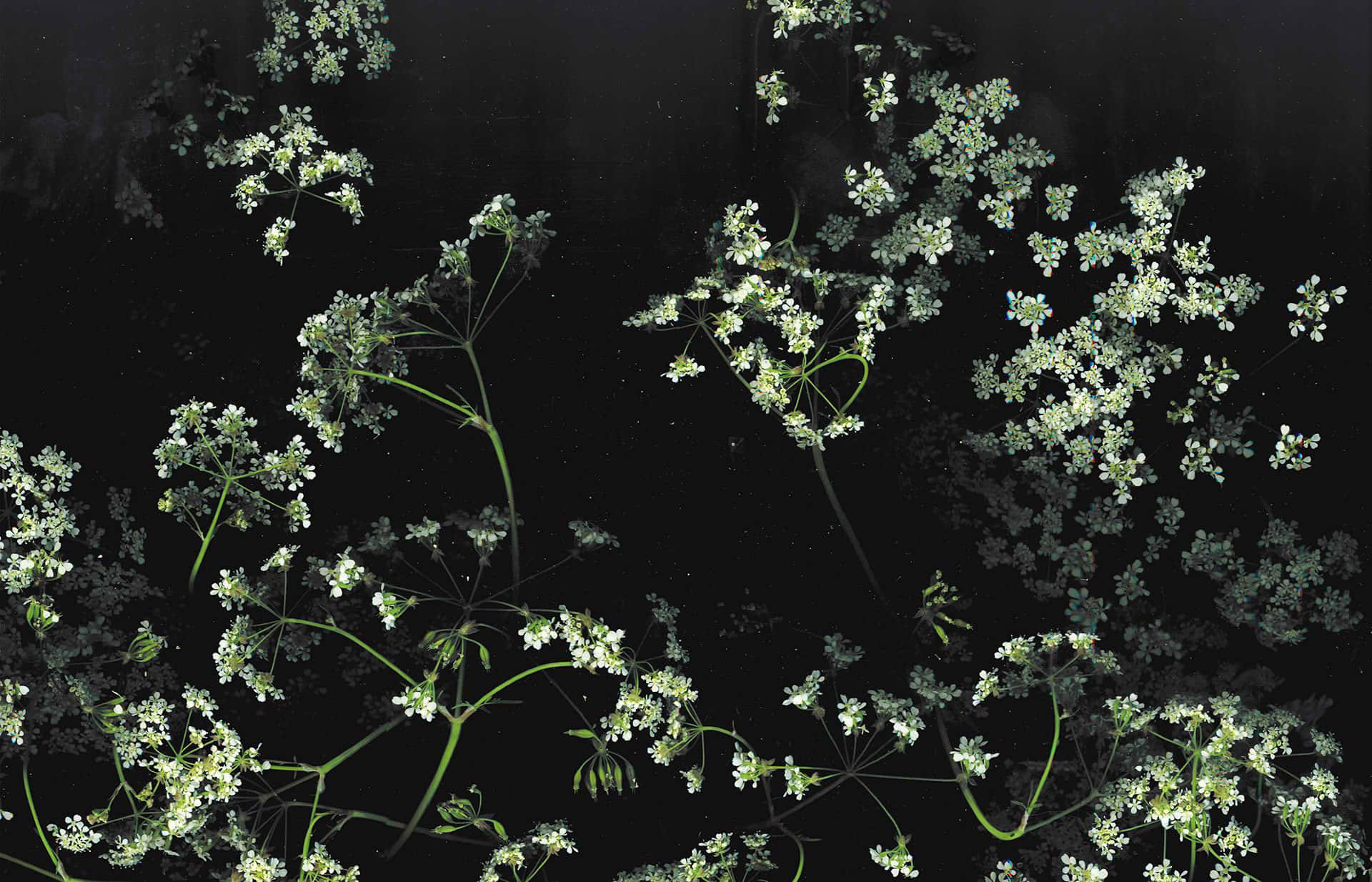 Dark Flower Aesthetic 桌布 壁紙 — 精緻的白色花朵配綠色莖幹，在深黑色背景上優雅地漂浮。