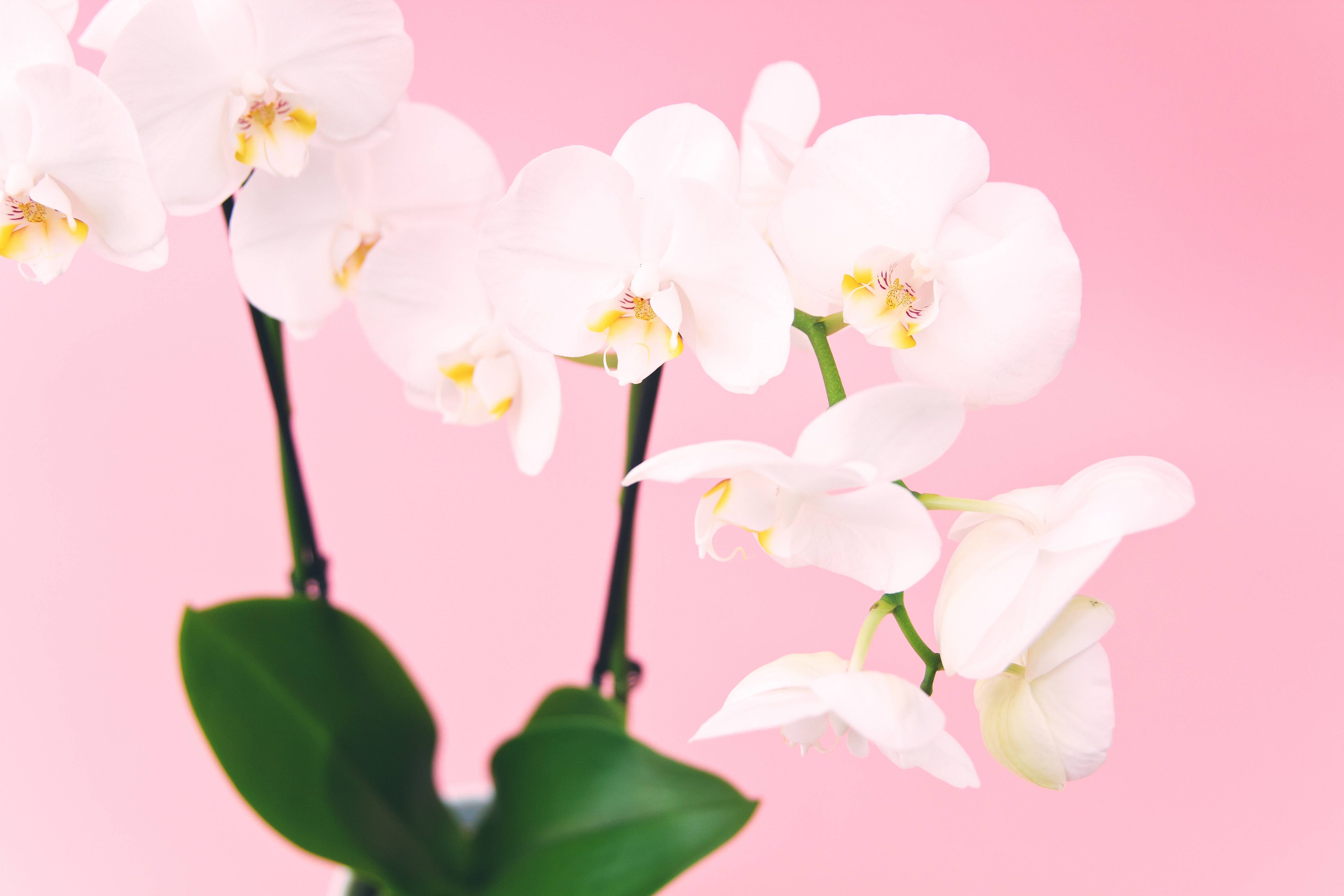 Orchids 桌布 壁紙 — 精緻的白色蘭花帶有黃色中心，在柔和的粉紅色背景上優雅地綻放。