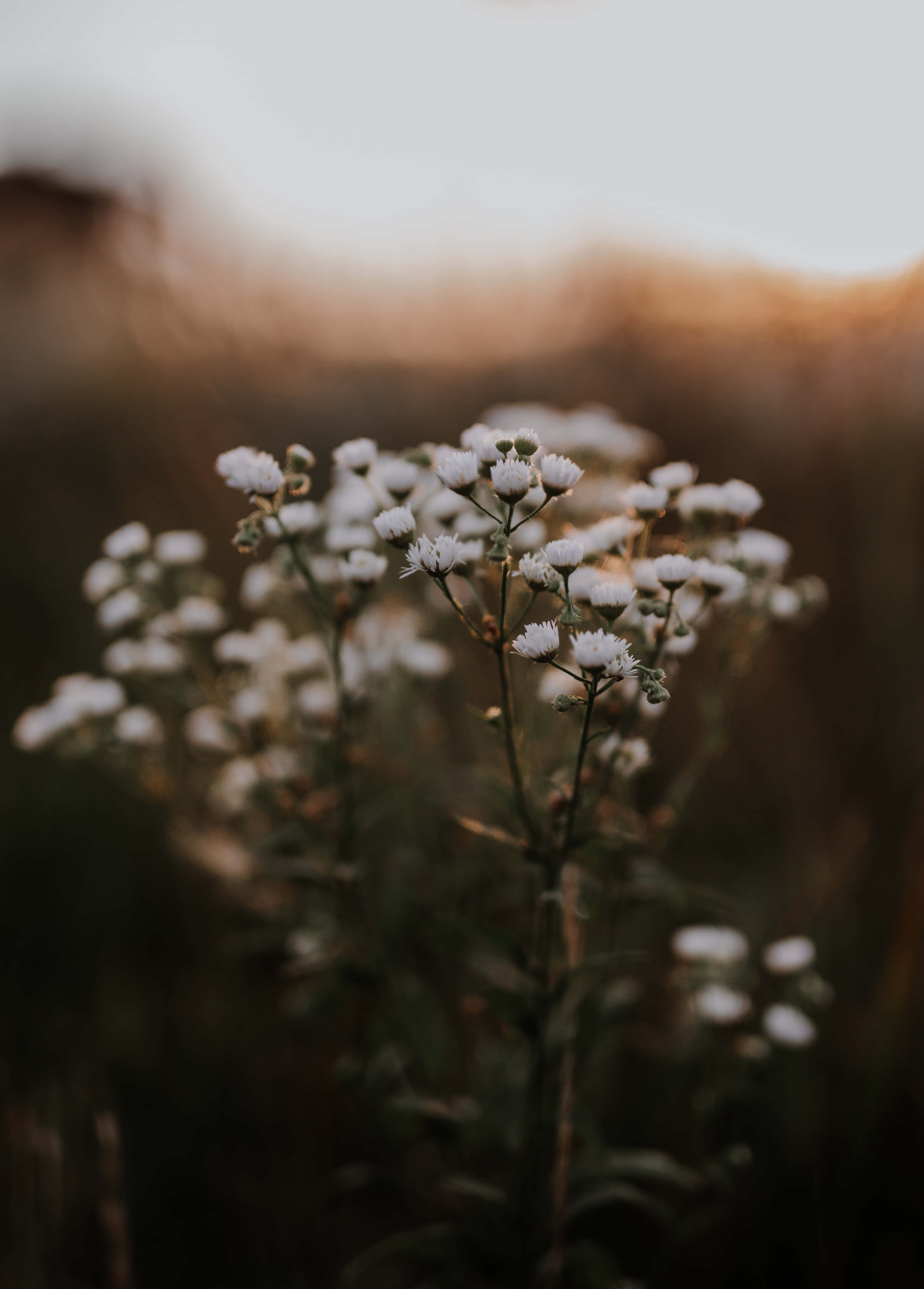 tumblr 花朵 桌布 壁紙 — 精緻的白色野花在溫暖的金色日落背景下柔和地發光，景深較淺。