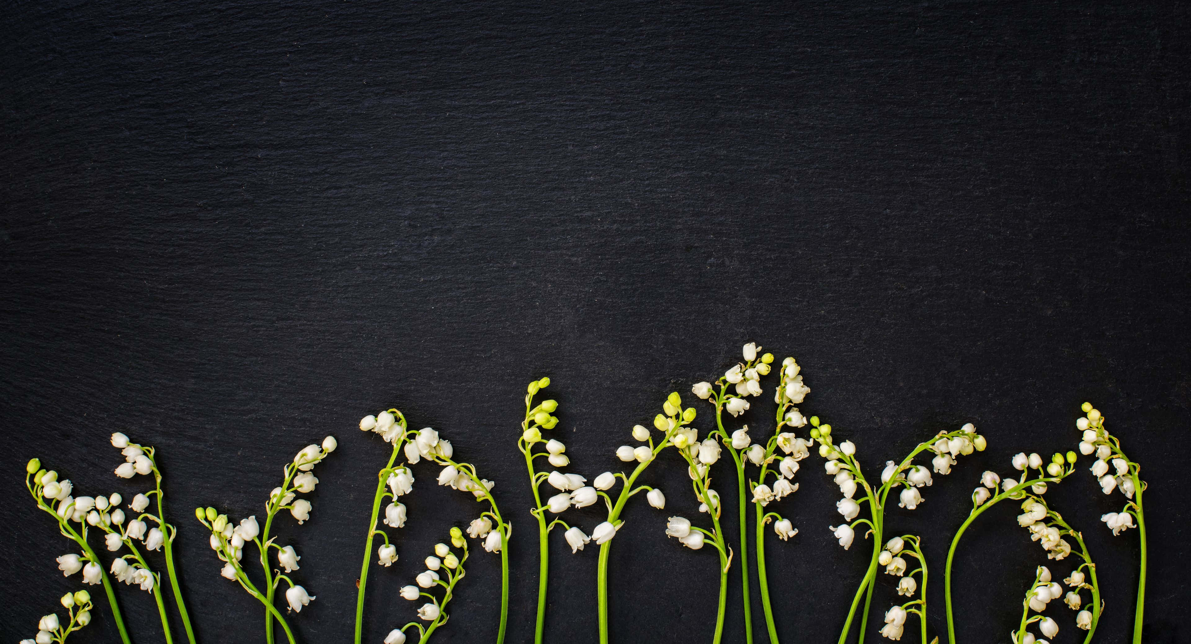 3840x2076 桌布 壁紙 — 精緻的白色鈴蘭花，帶有綠色莖，在深色紋理石板背景上排列成彎曲線條。